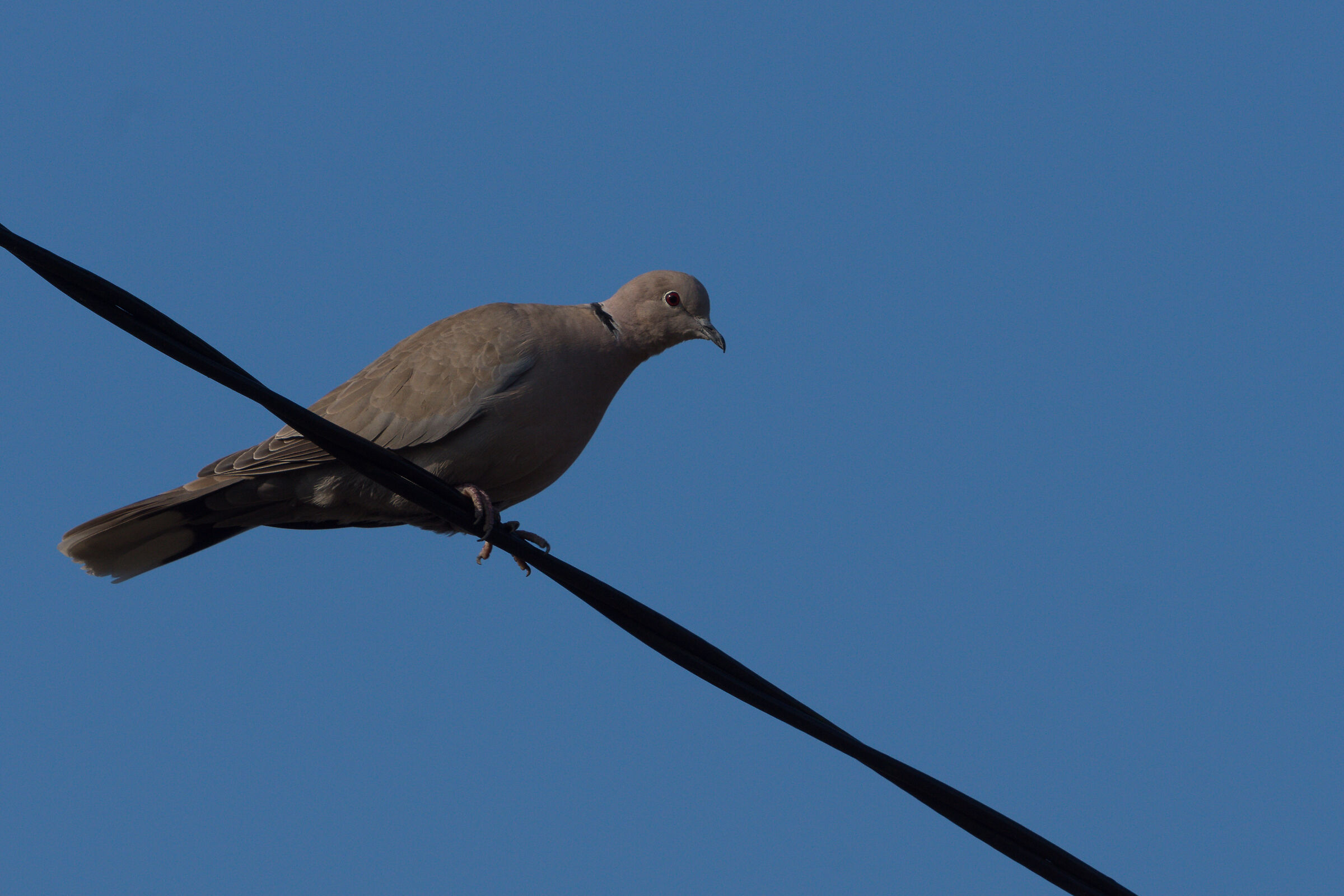 Collared dove (Streptopelia decaocto)