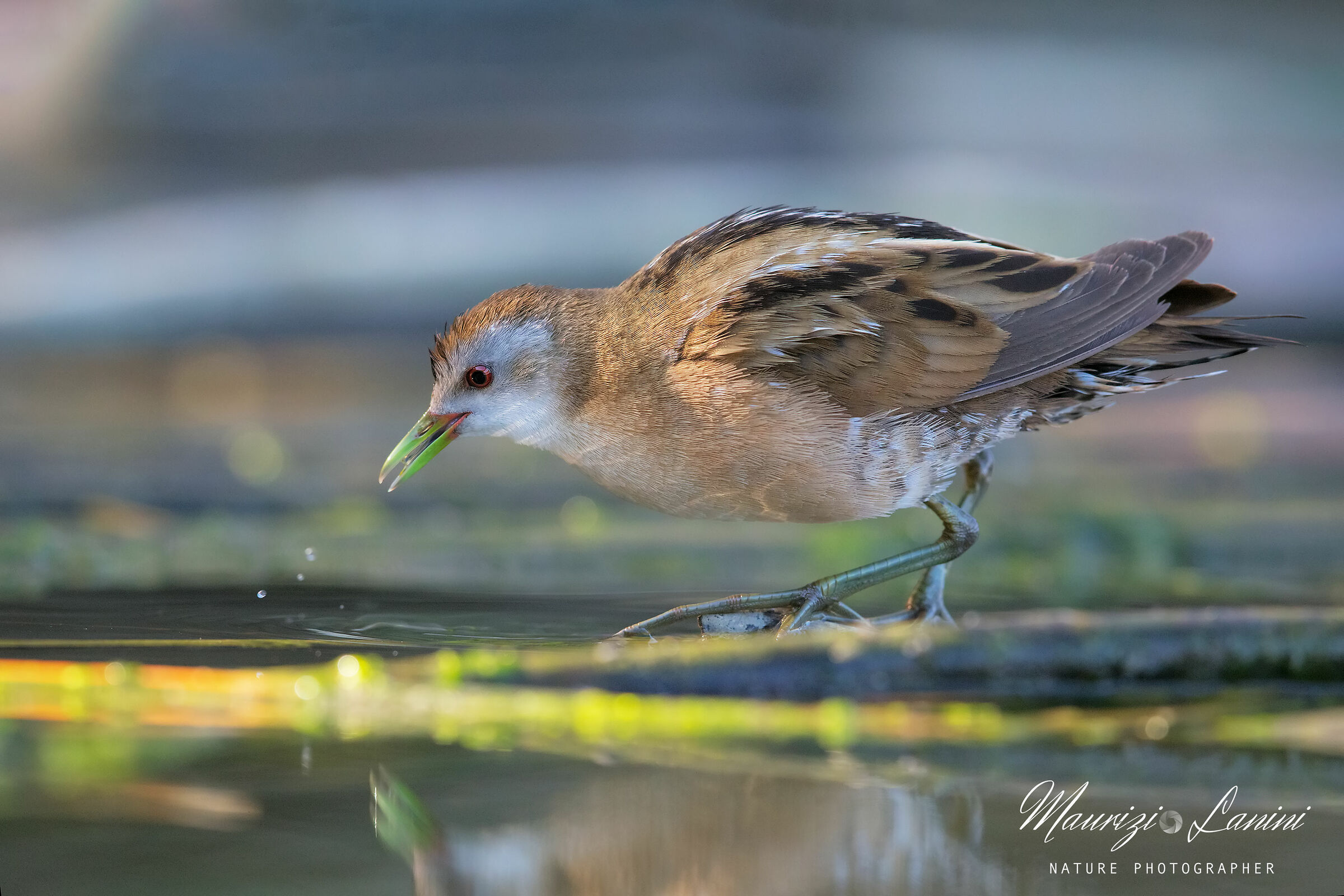 Alla ricerca del cibo