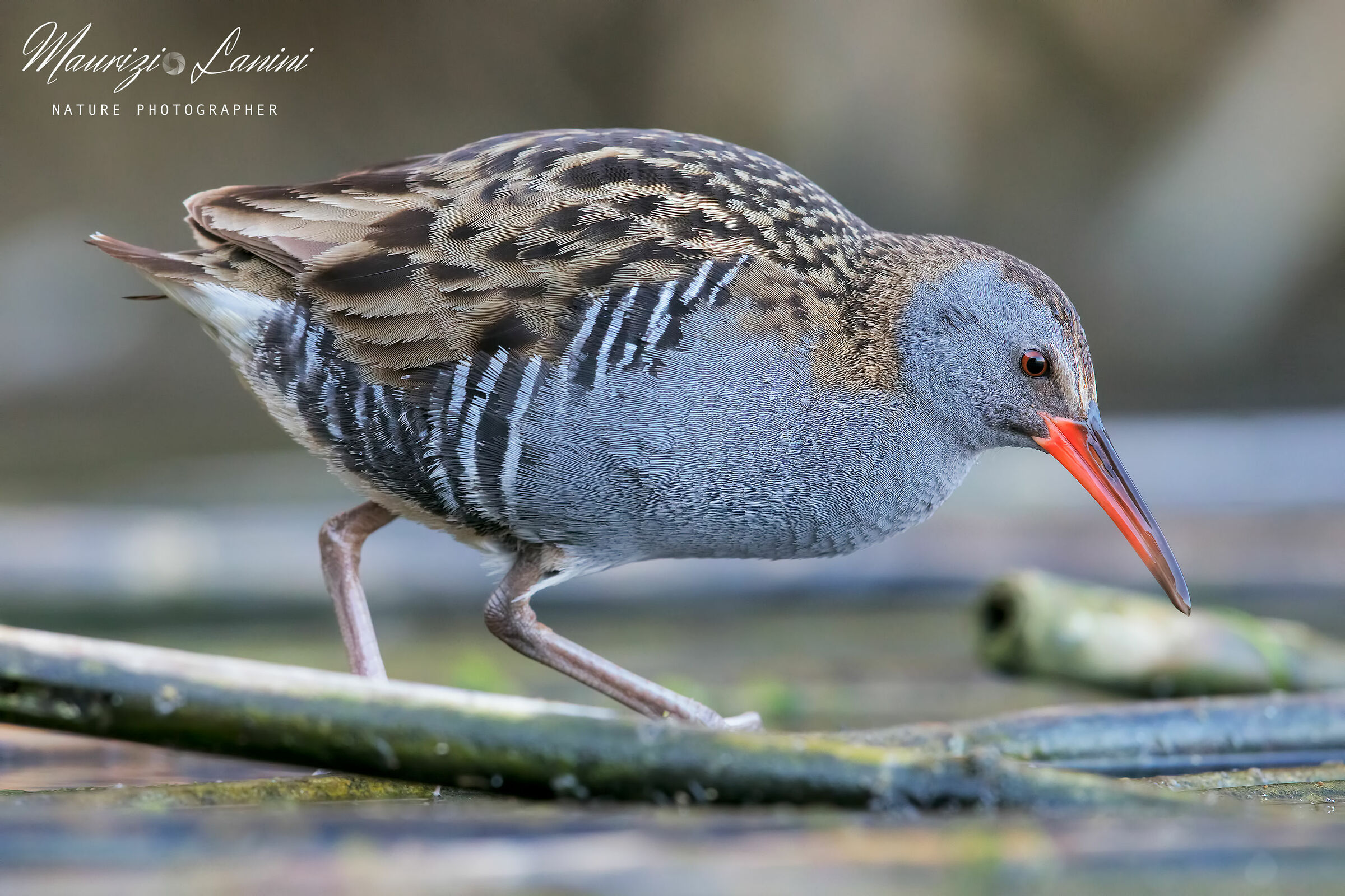 Il piccolo signore del canneto
