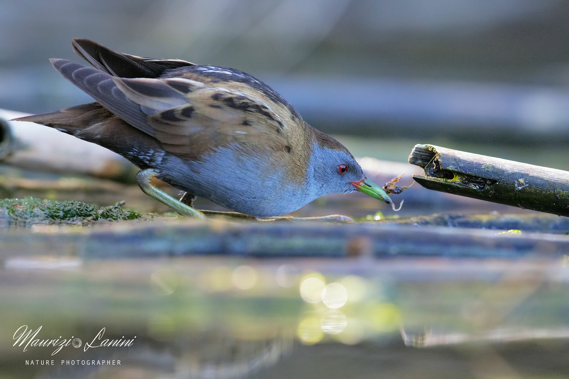 La cattura della preda