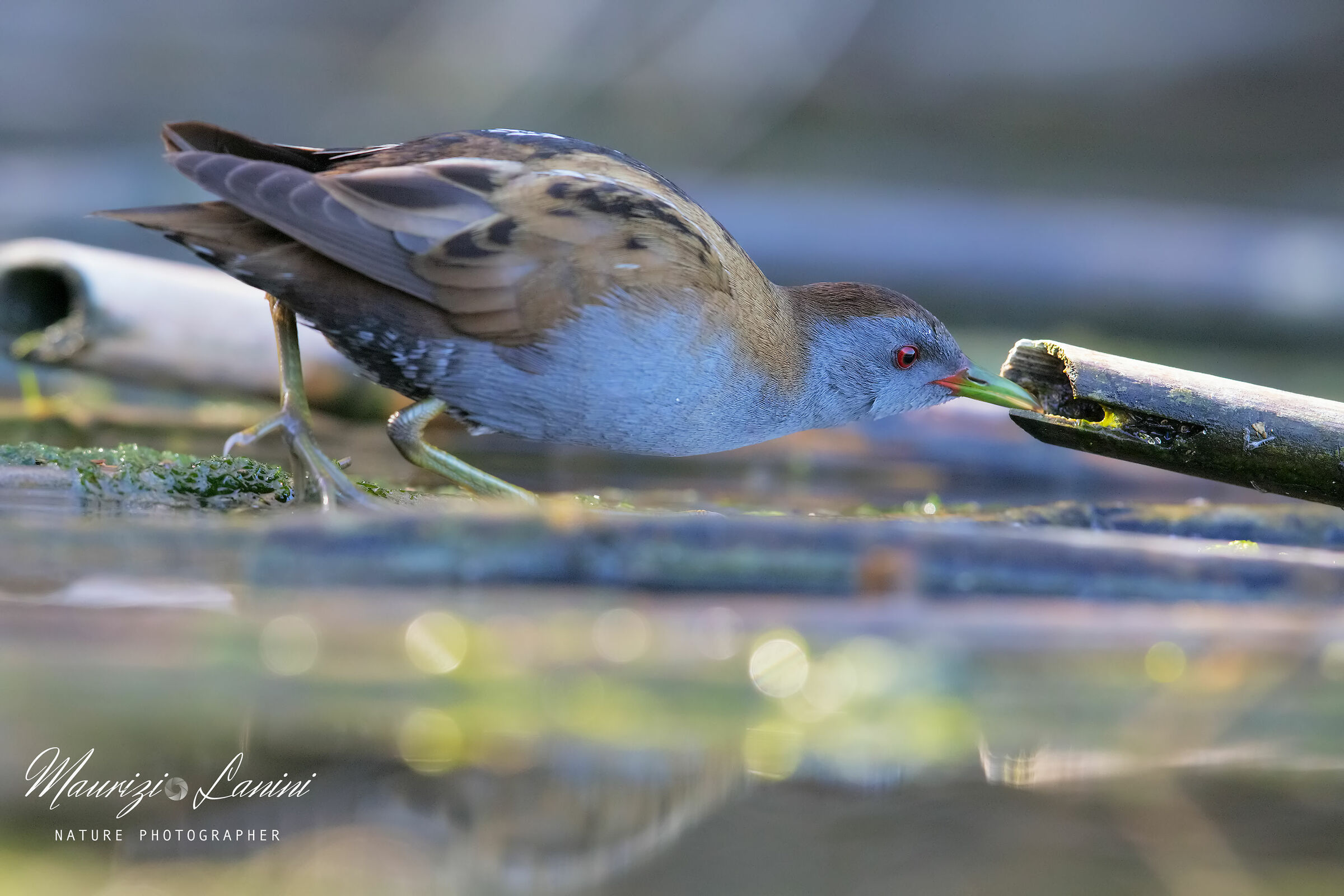 La ricerca della preda