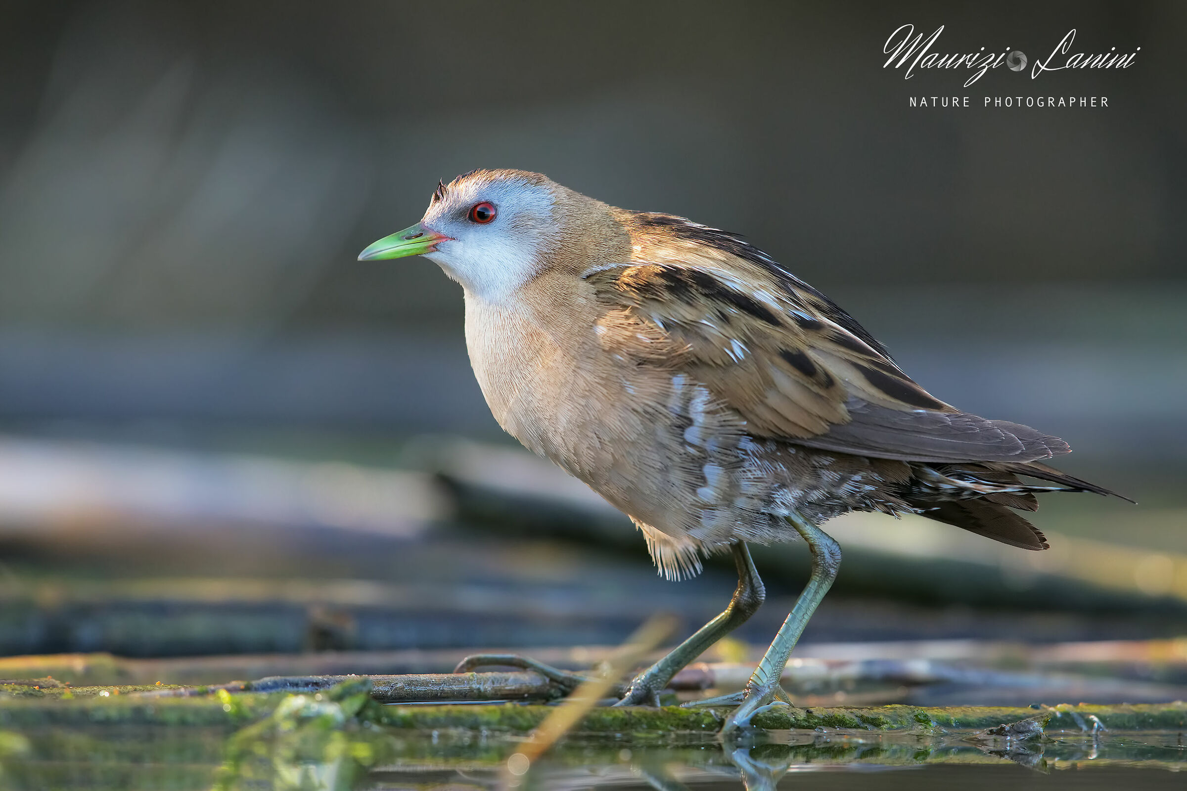 La signora schiribilla