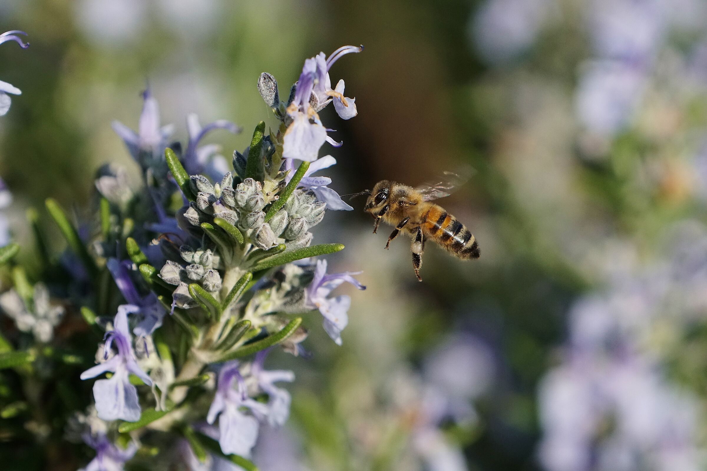 The bee on the rosemary....