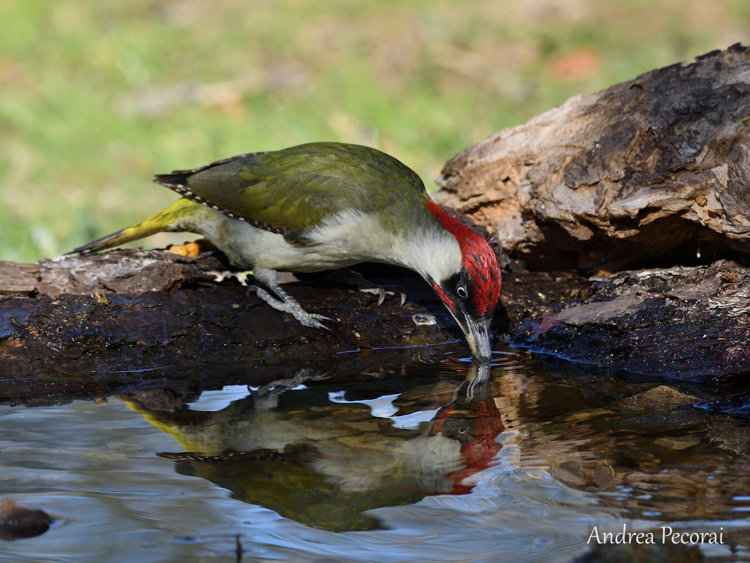 Green Woodpeckers at watering