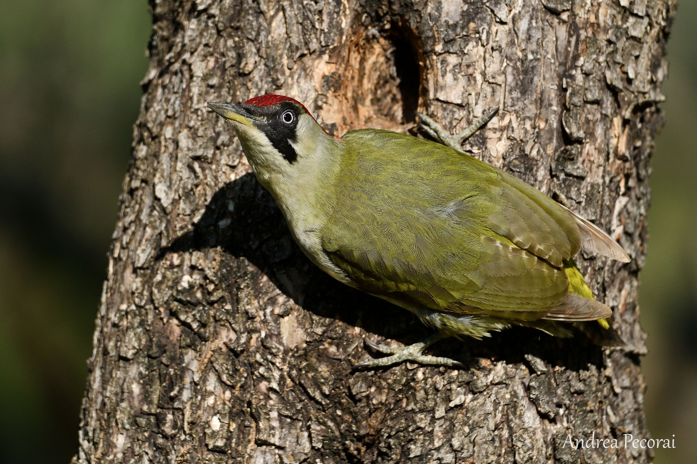 Nocrop Green Woodpeckers