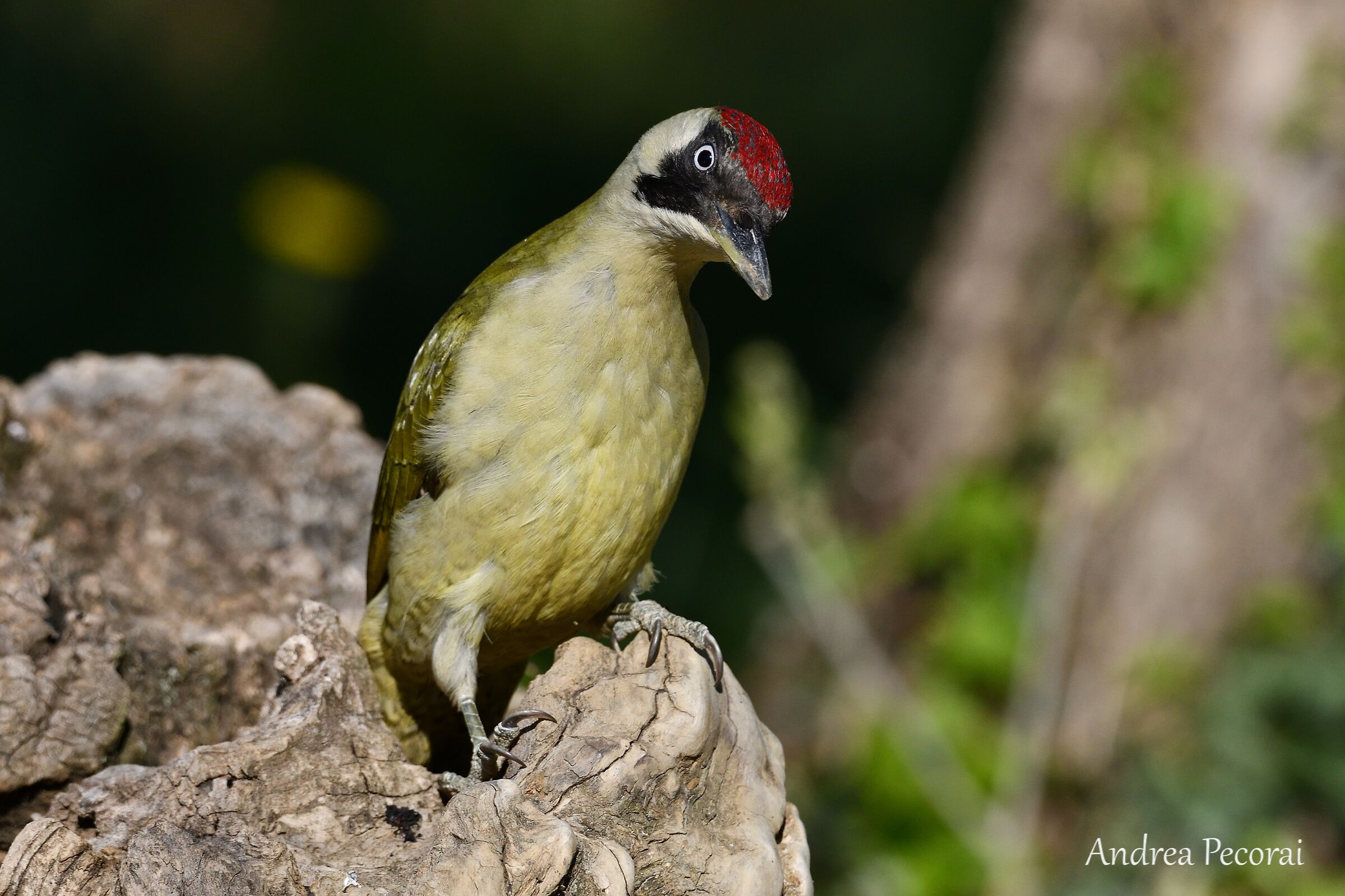 Green Woodpeckers