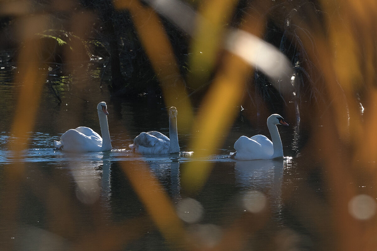 Swans