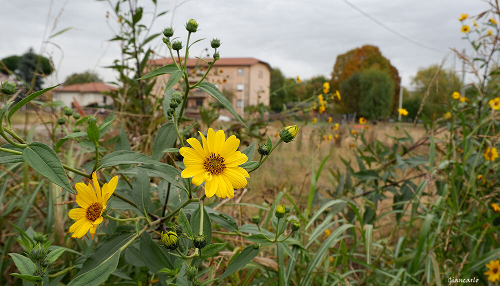 I fiori sanno ridere