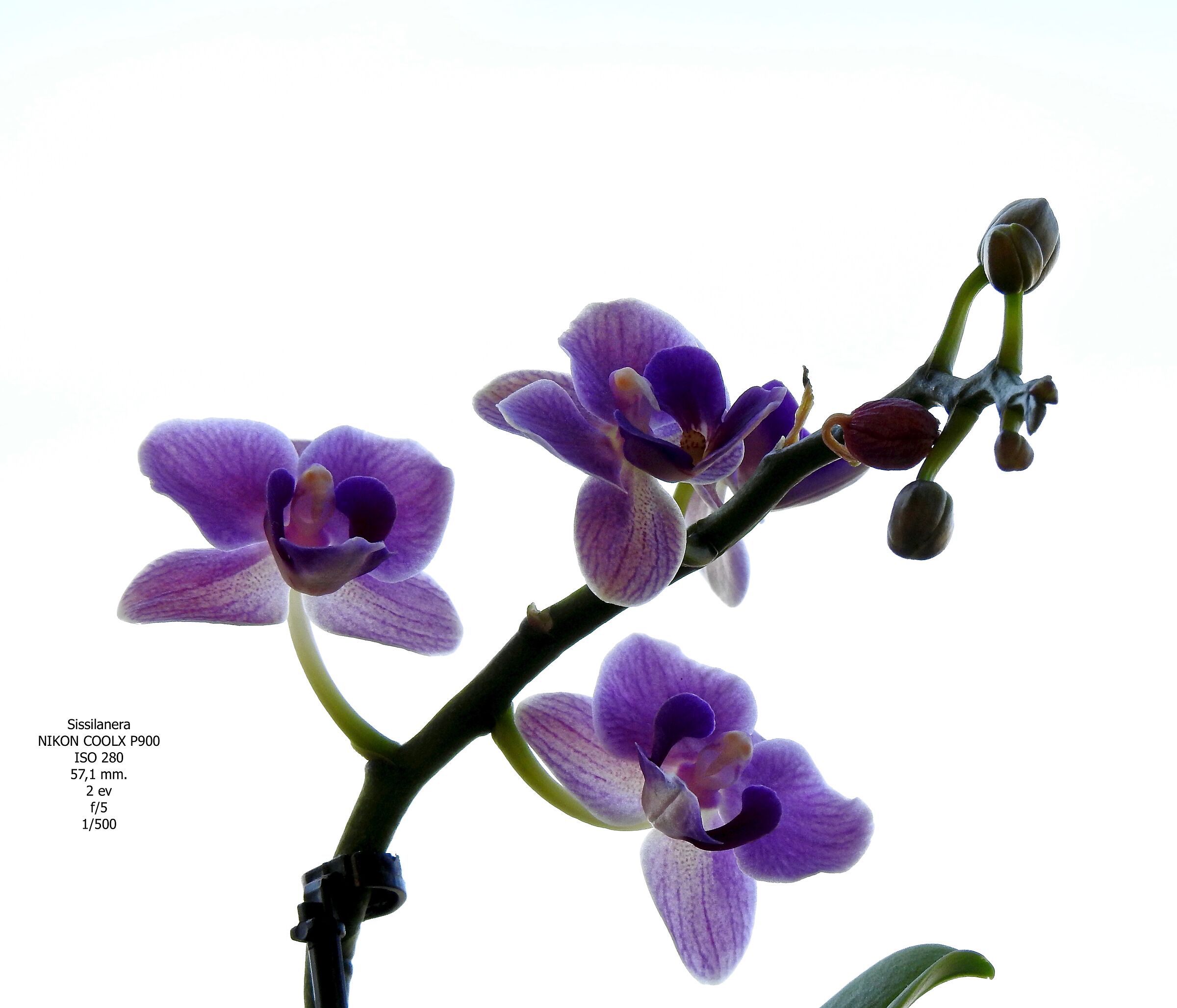 Orchidea