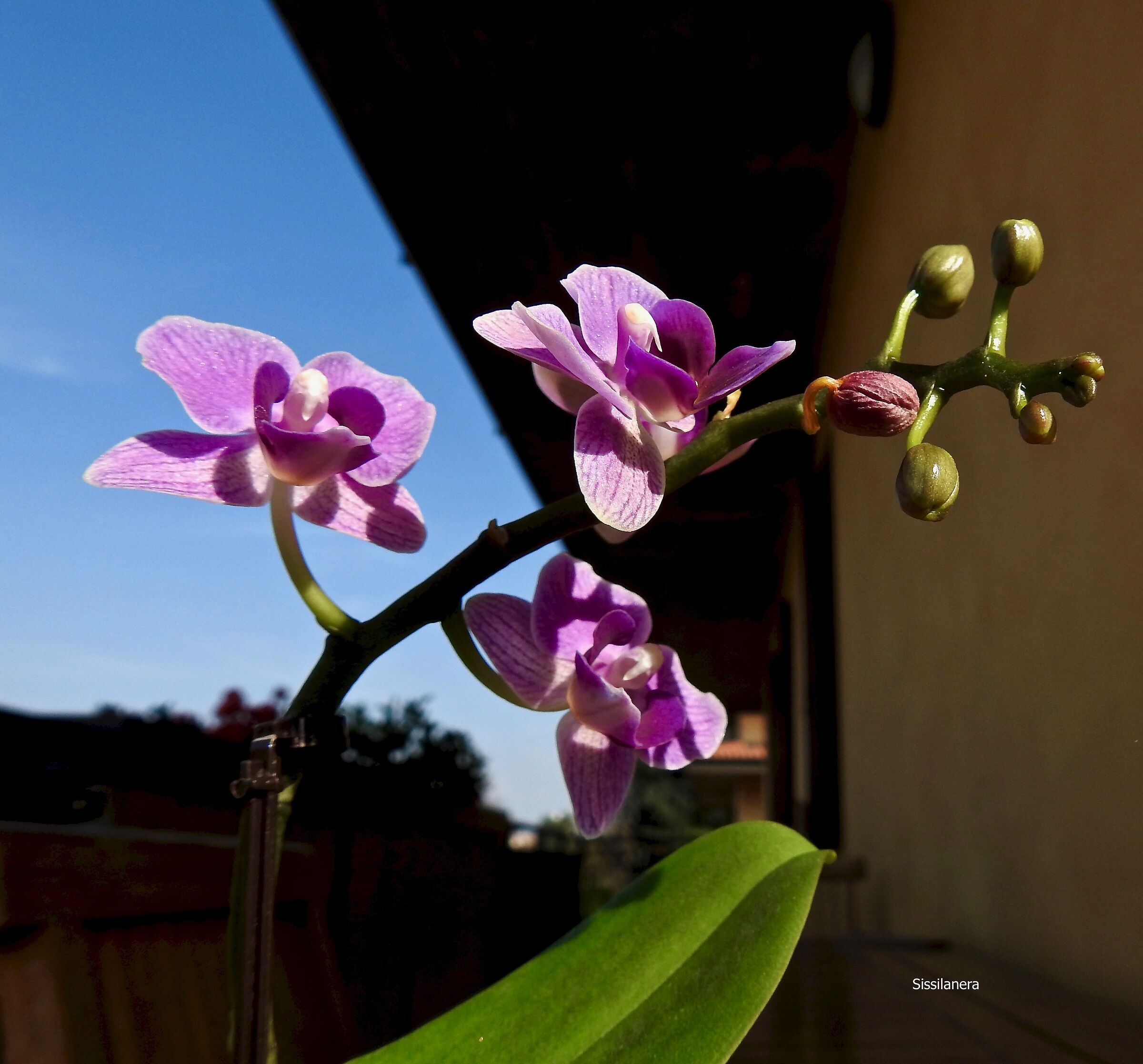 Orchidea.