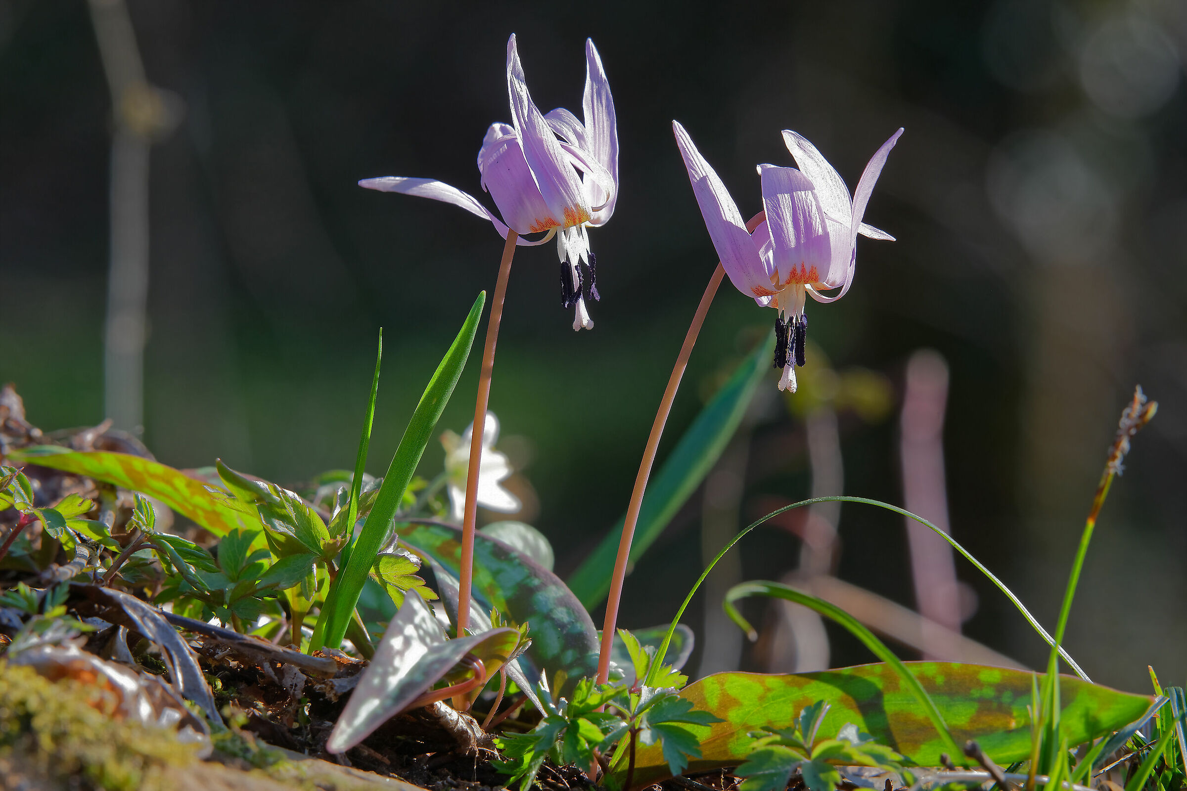 Twin Flowers - Dente di cane (Erythronium dens-canis)