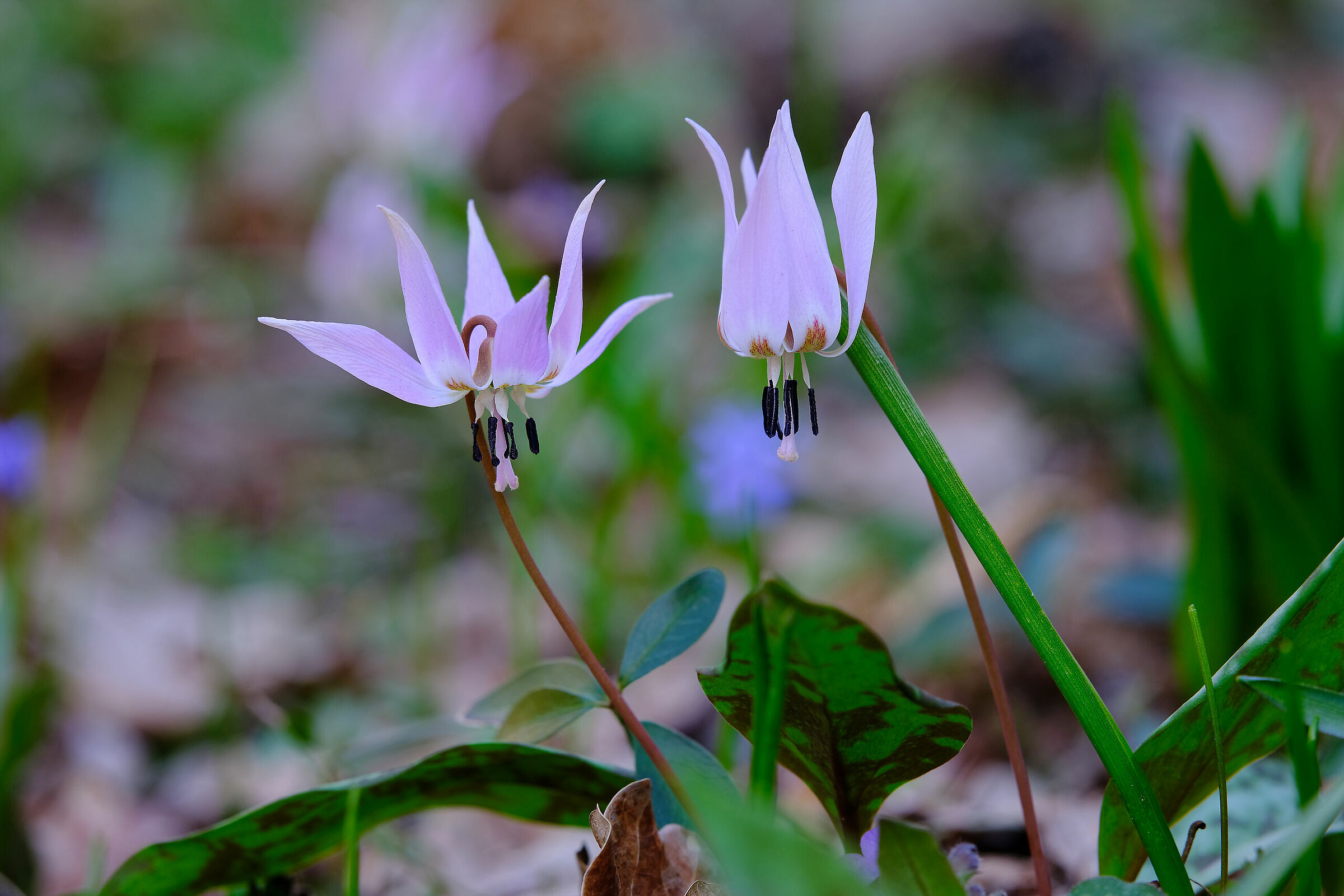 Twin Flowers 2-Dog's Tooth (Erythronium dens-canis)