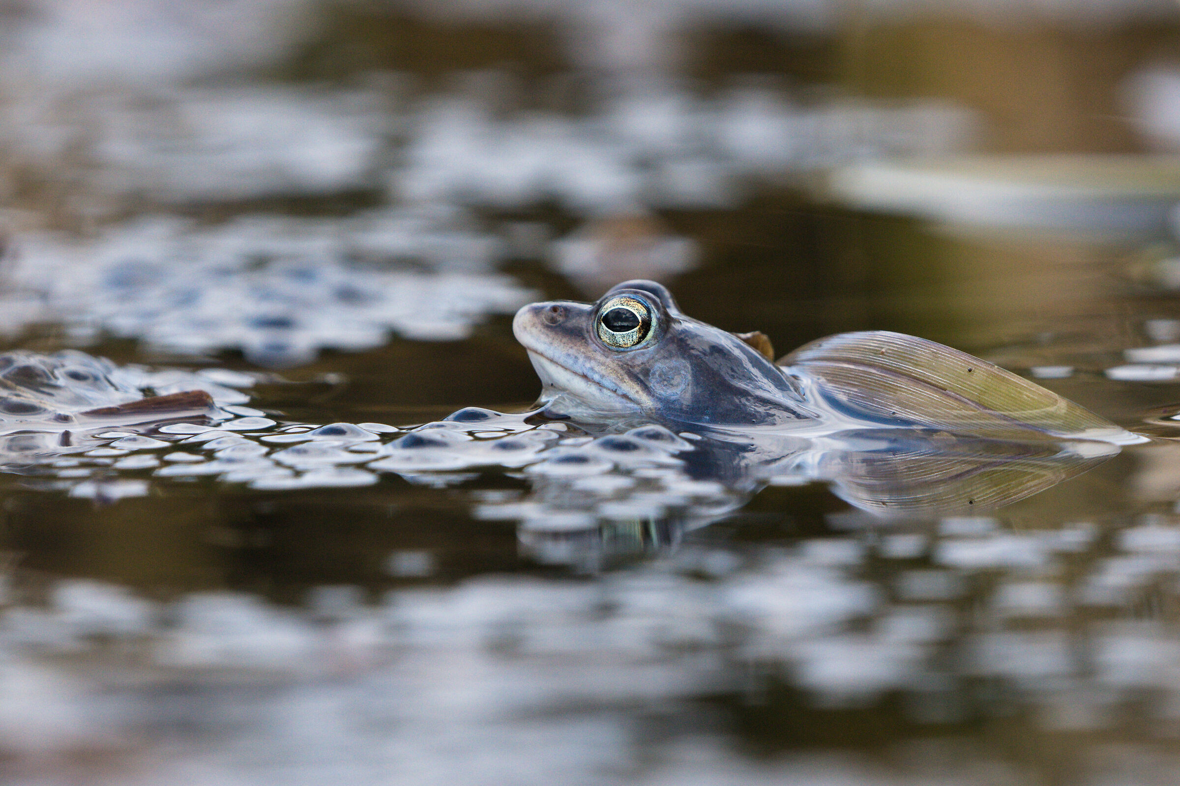 Rana Moro (Rana arvalis)
