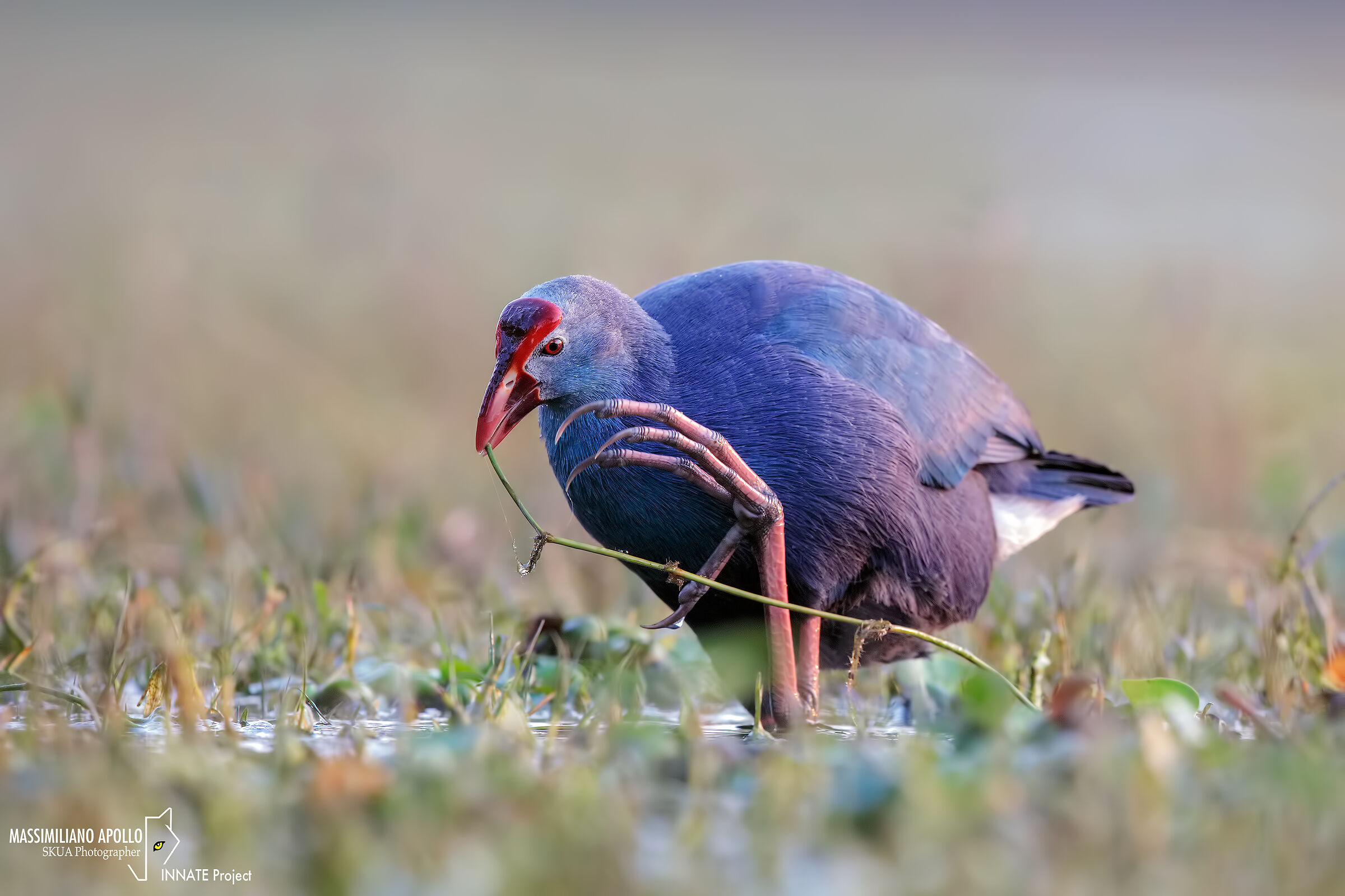 Swamphen in Feed