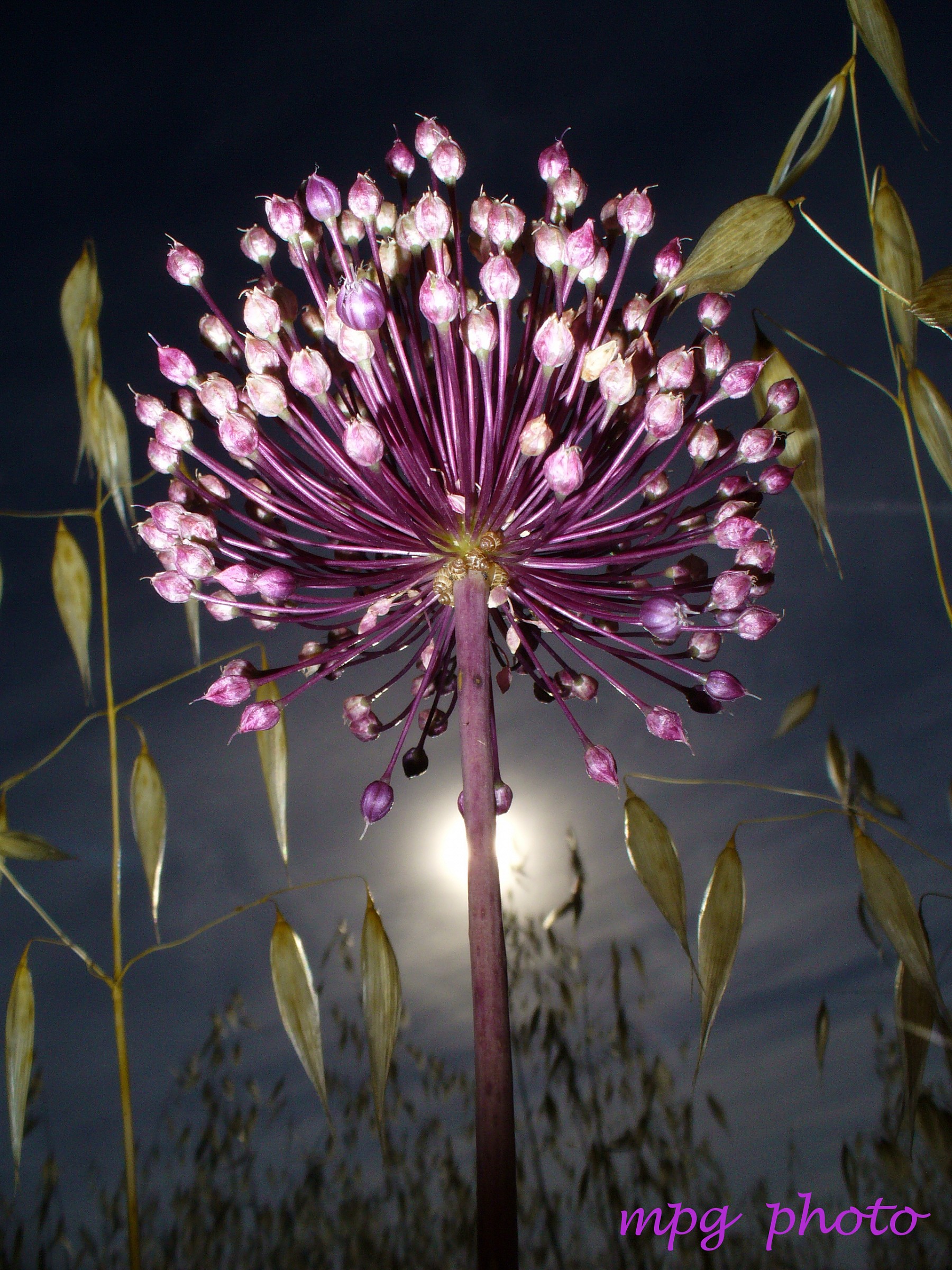 Fiore di aglio selvatico (Elba)