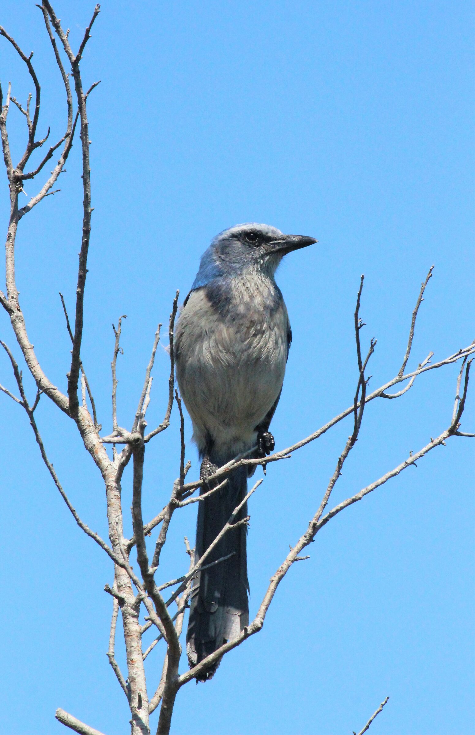 Rarities-Florida Scub Jay-Merritt Island WR