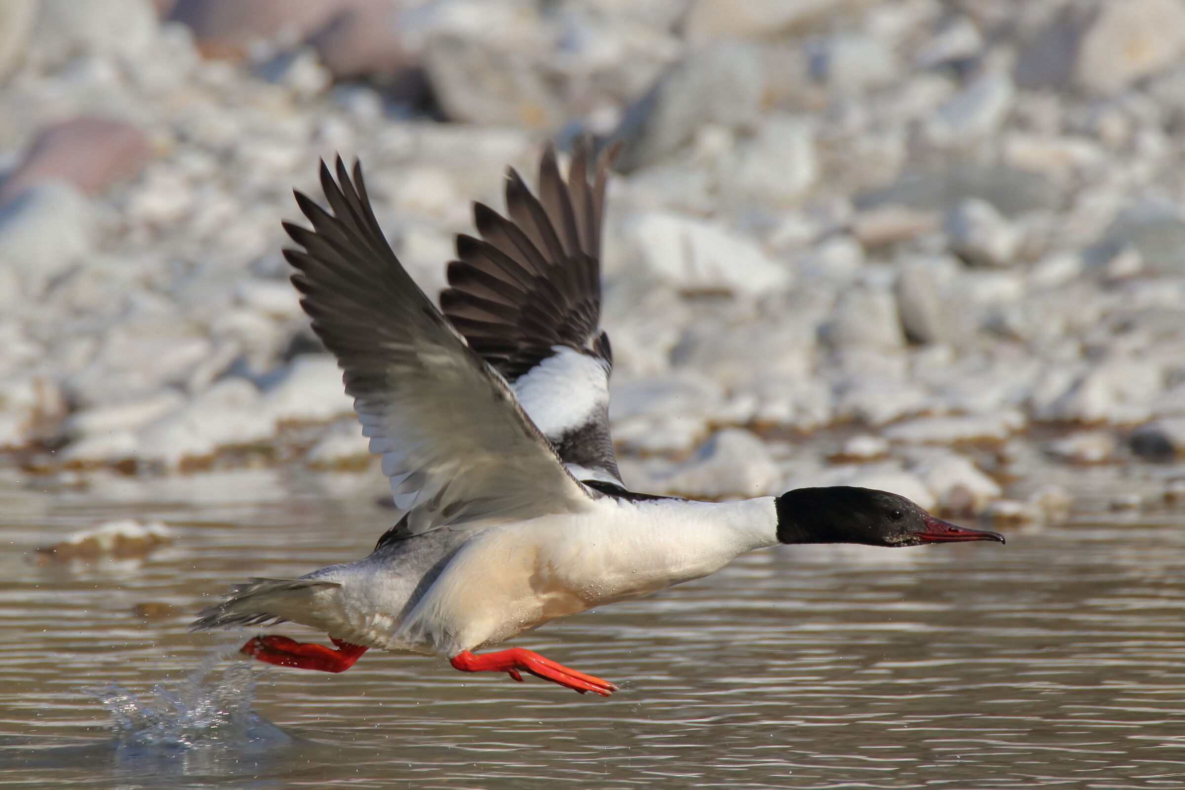 a gambe levate...   Smergo maggiore