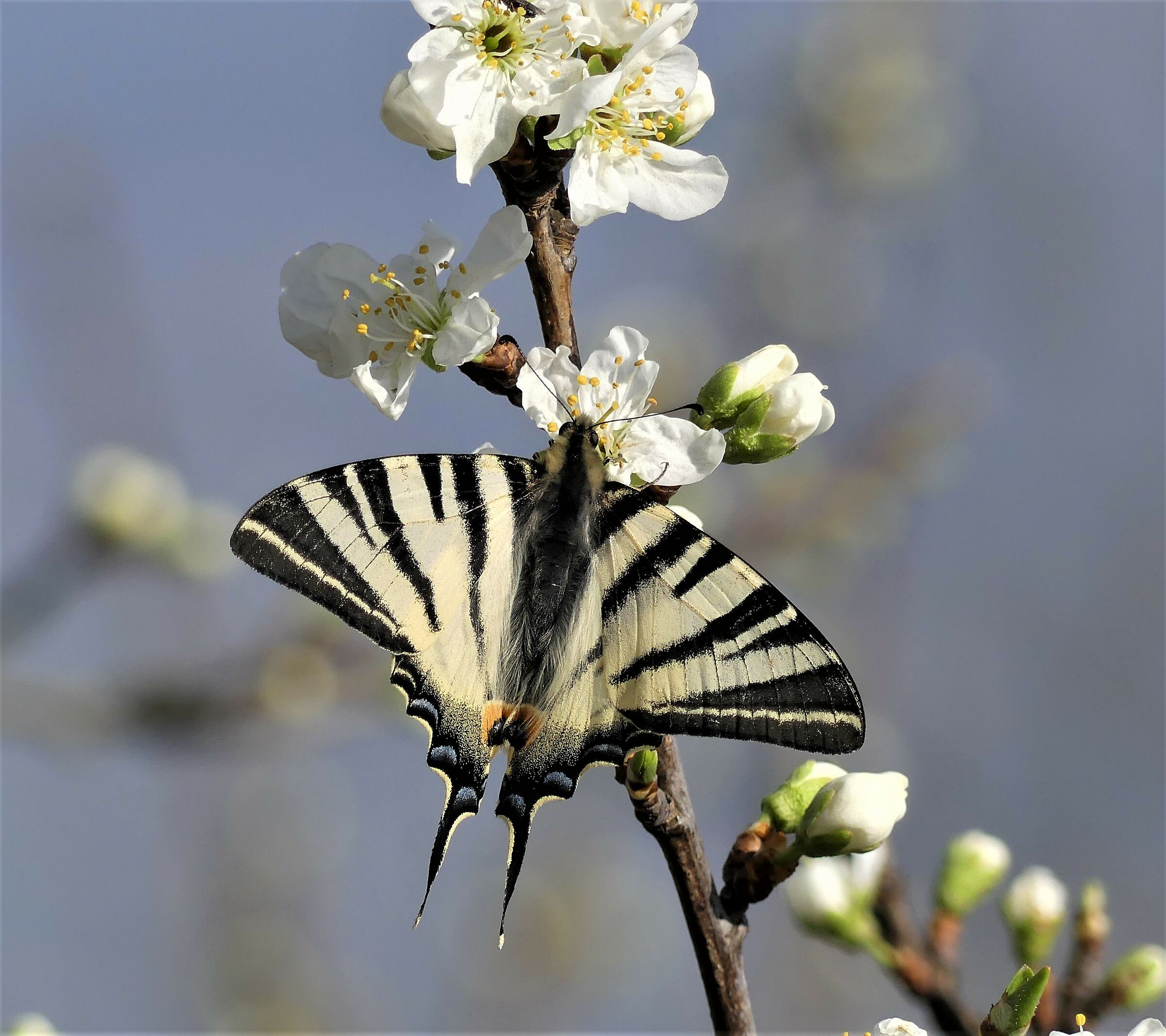 Scarce Swallowtail