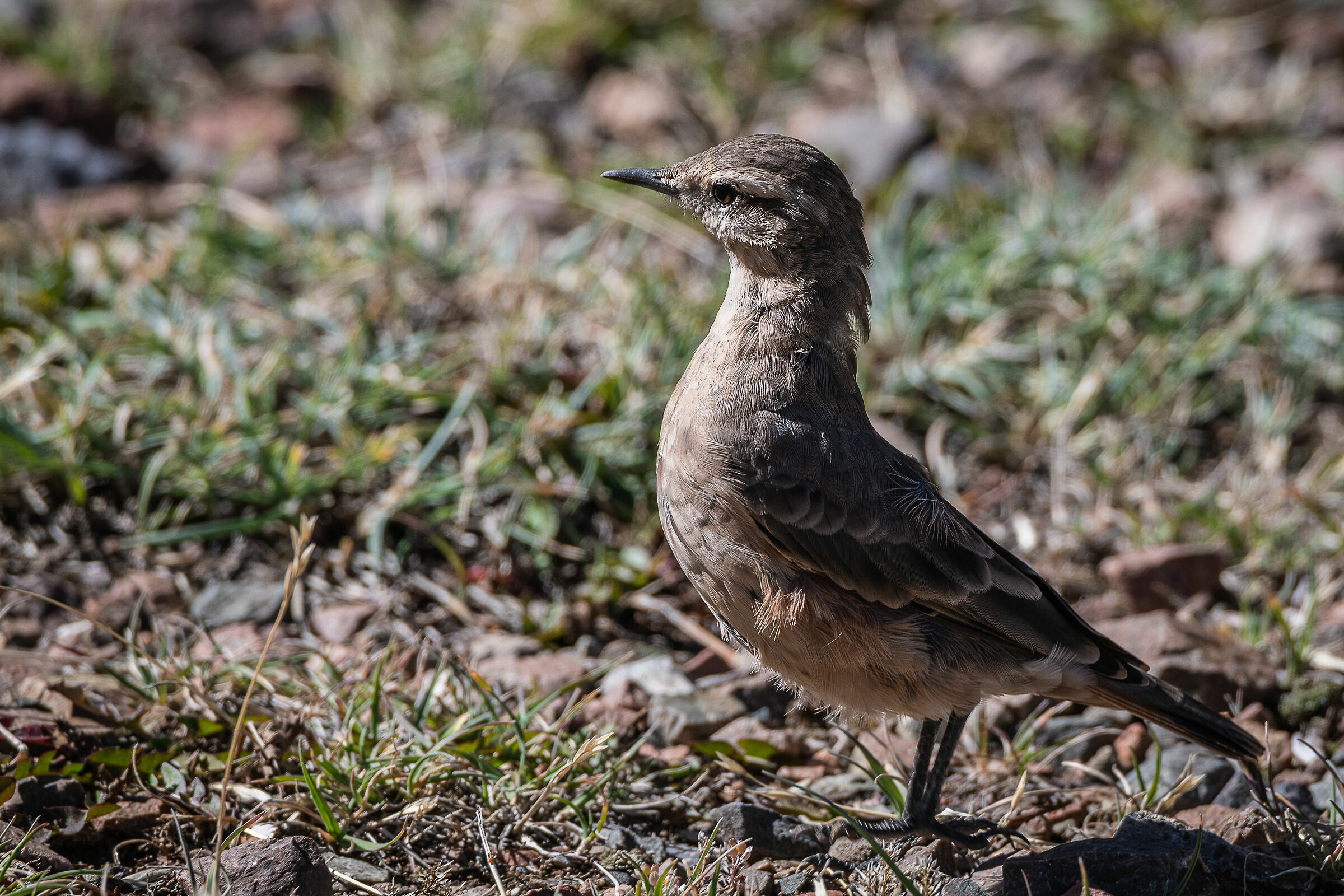 Fornarius rufus (Fornaio rossiccio)