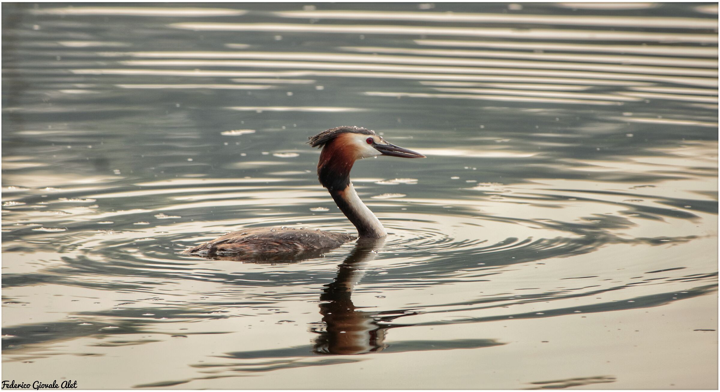 Major Crested Grebe