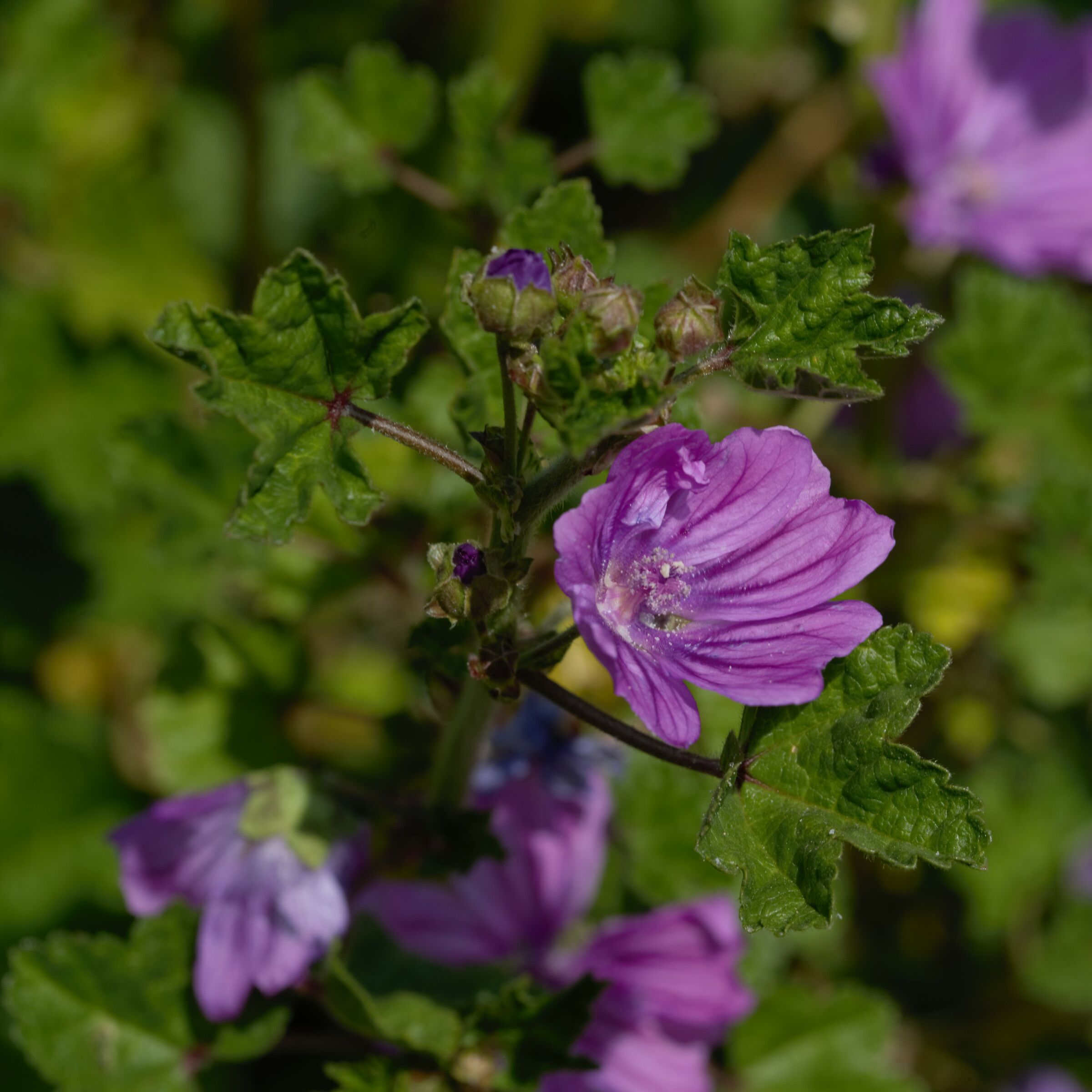 Mauve flowers