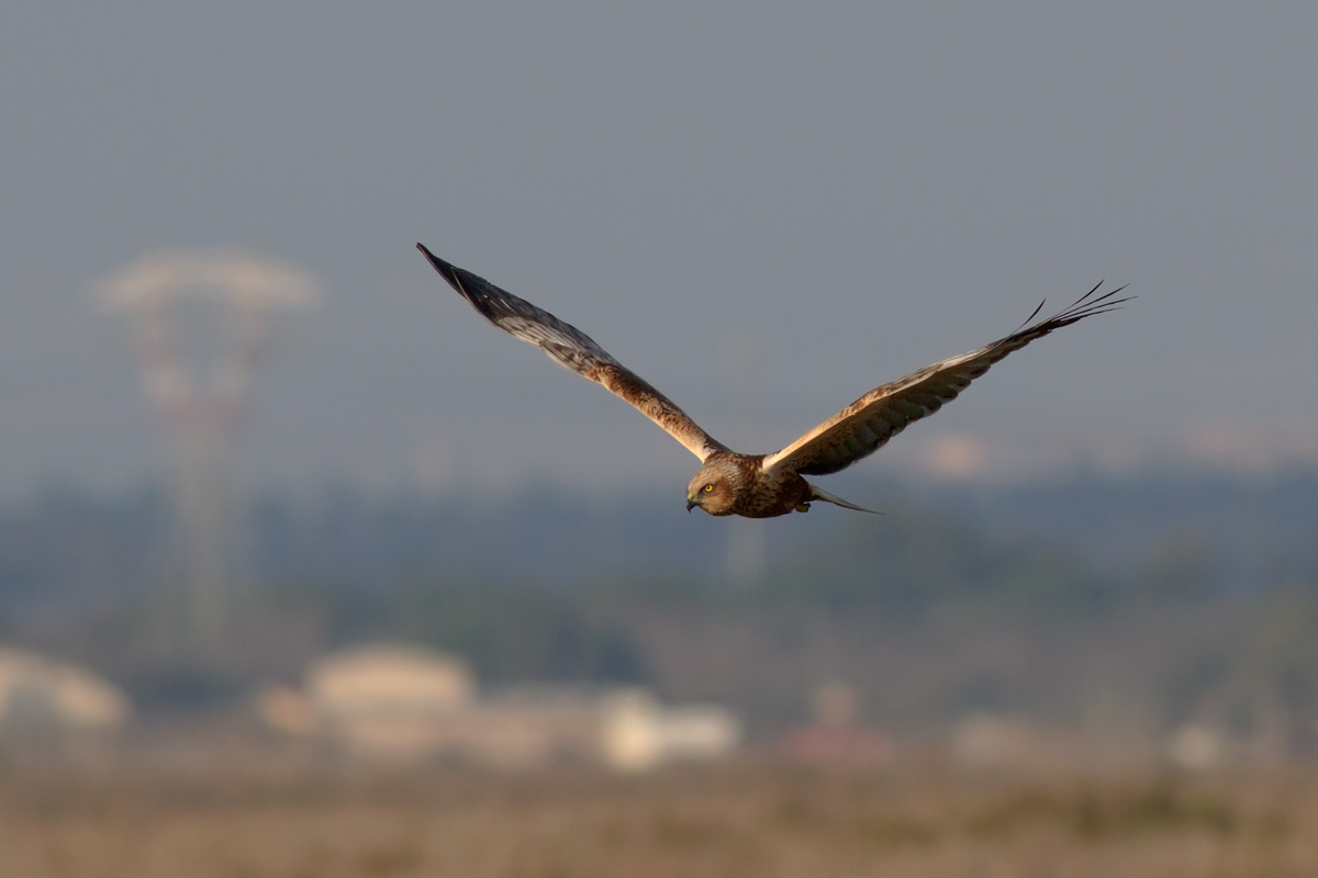 Falco di palude in caccia
