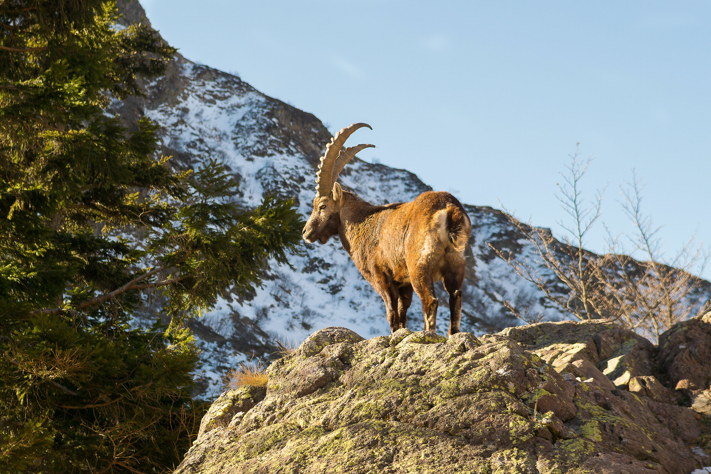 Alias "Re Stambecco"