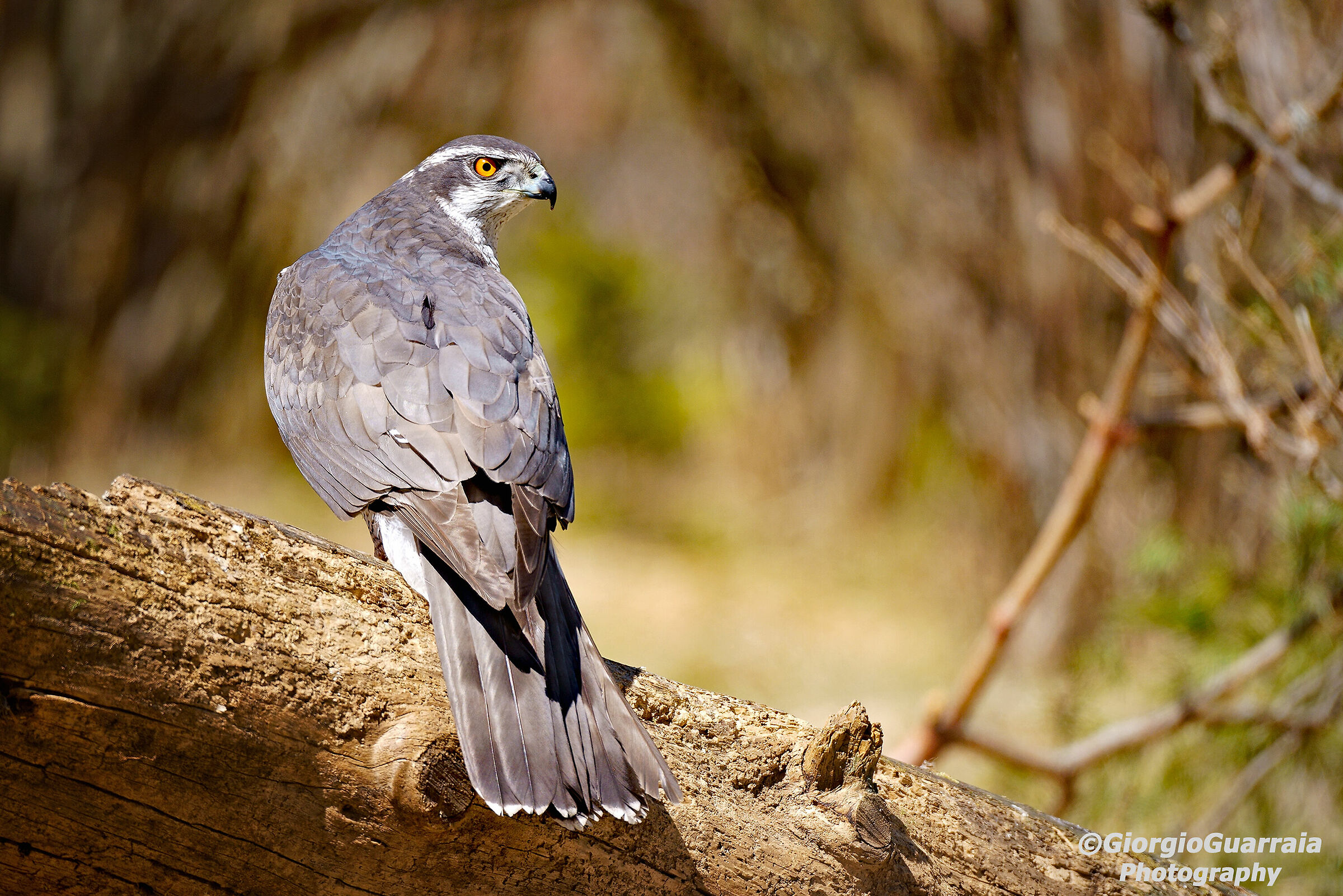 Goshawk