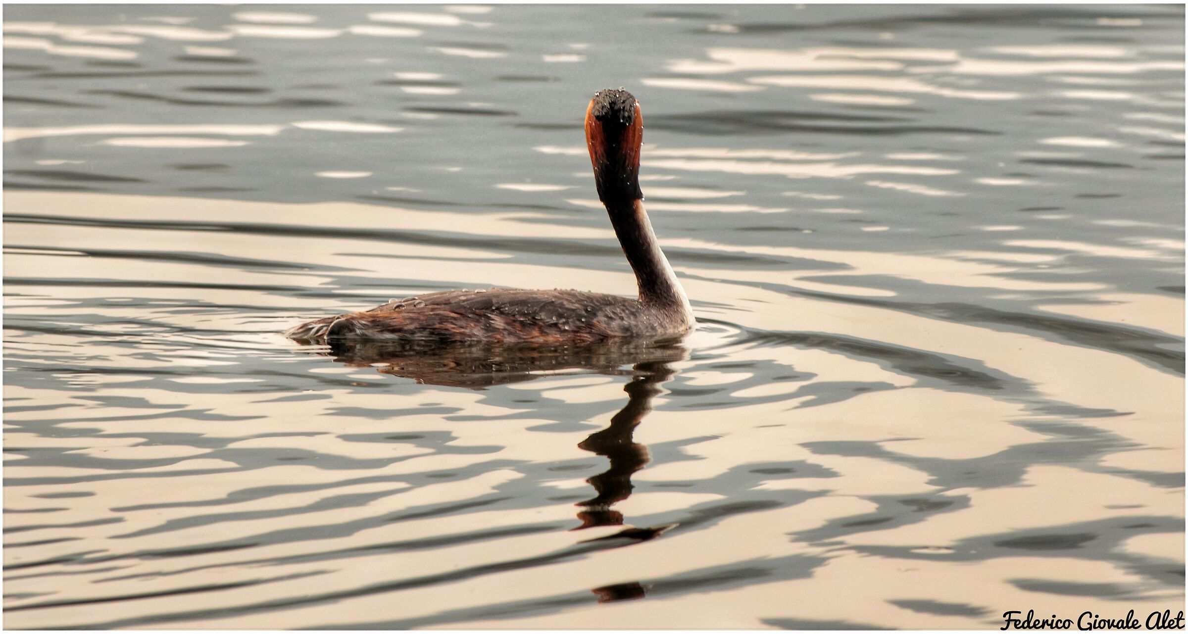 Big Grebe (back)