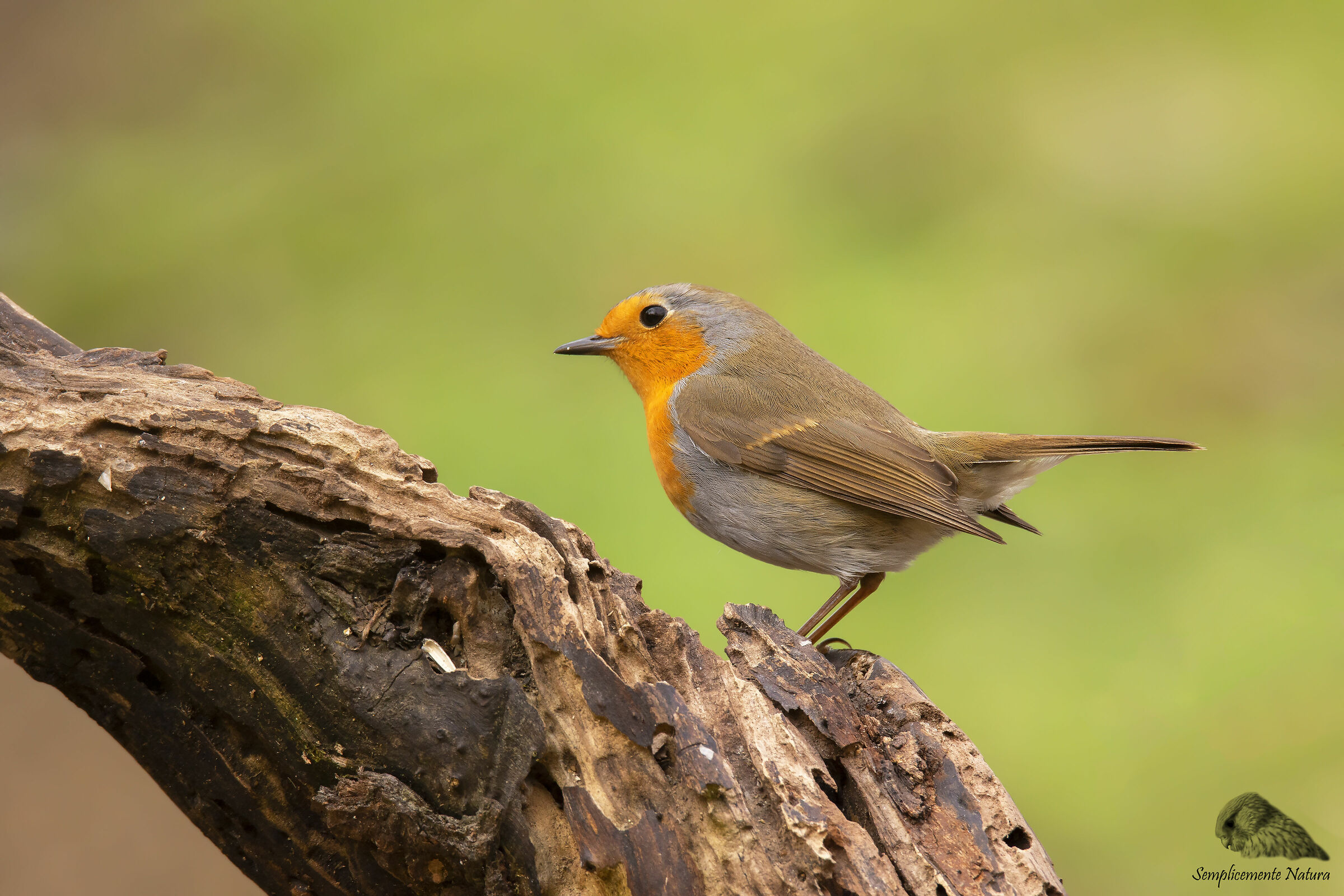 Robin (Erithacus rubecula)