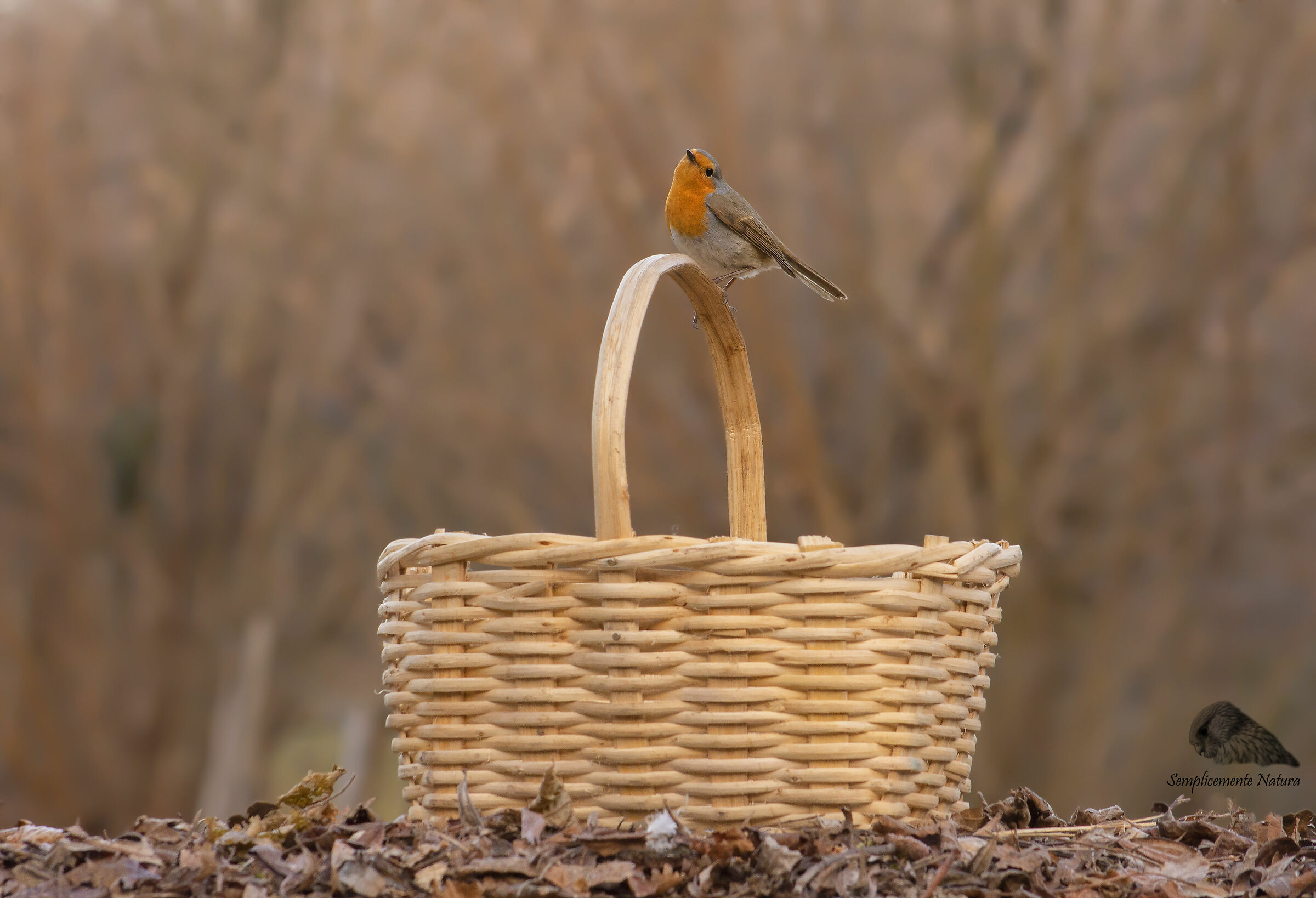Robin (Erithacus rubecula)