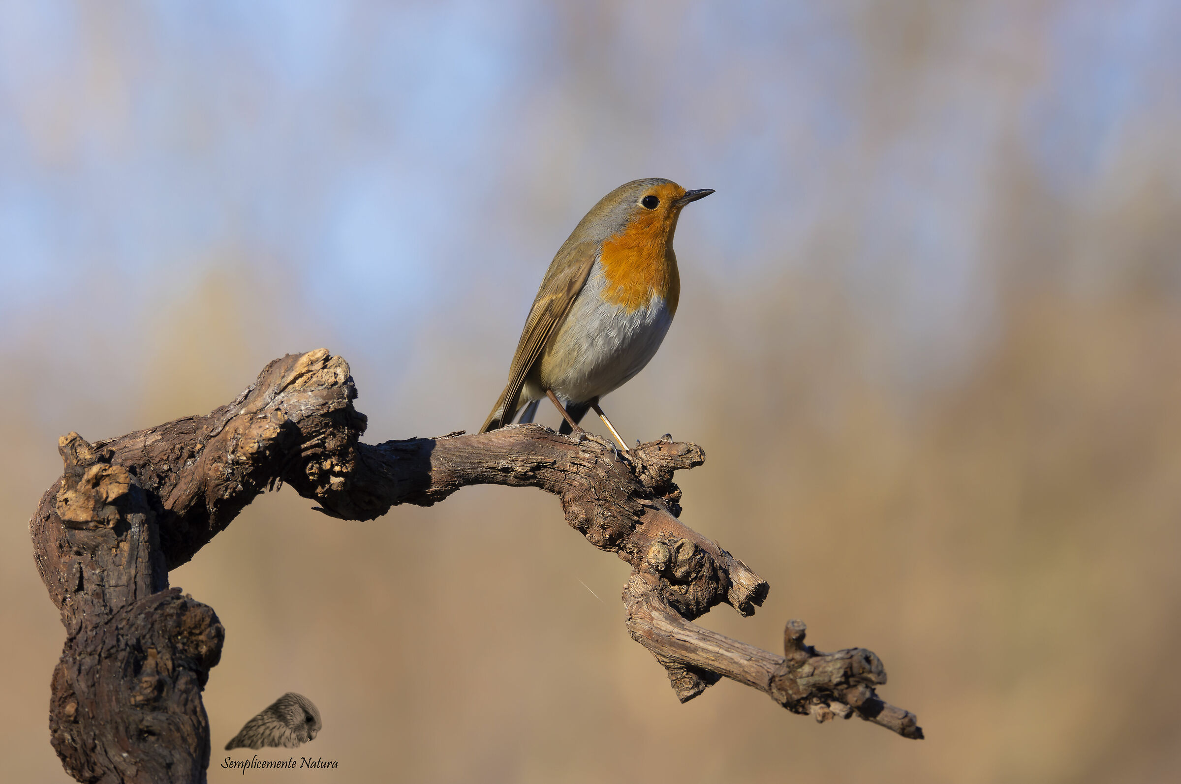 Robin (Erithacus rubecula)