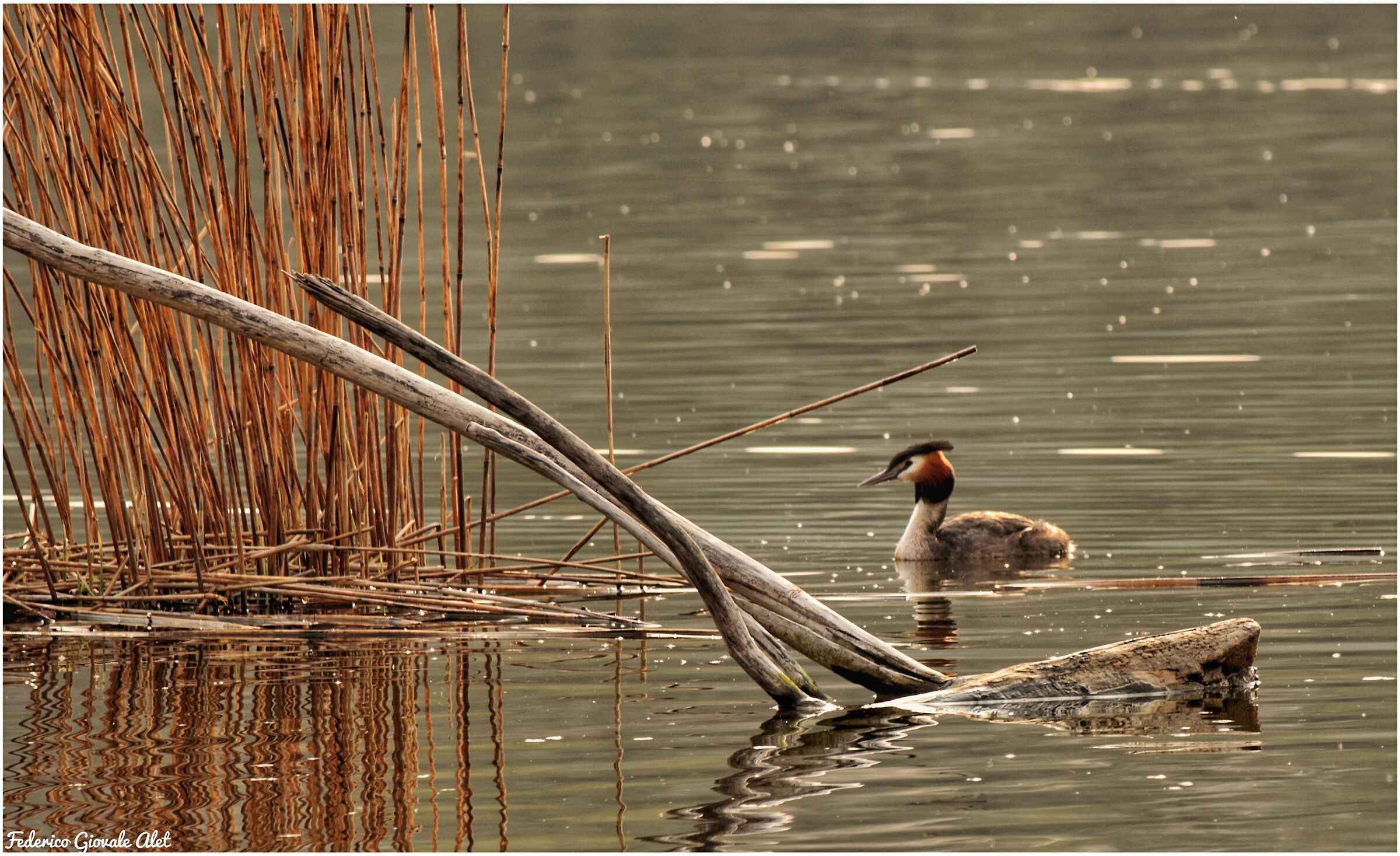 Major Crested Grebe