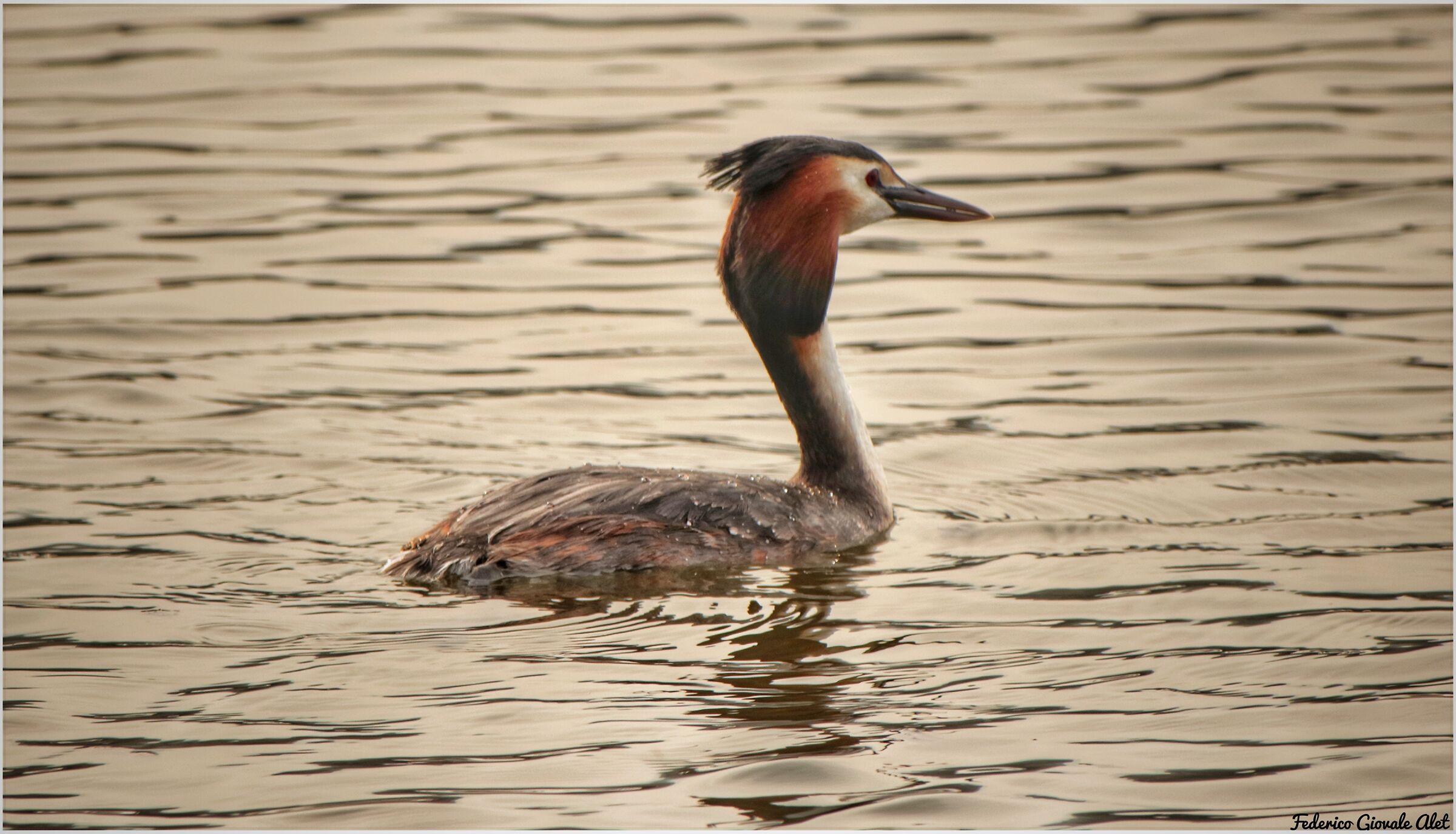 Major Crested Grebe