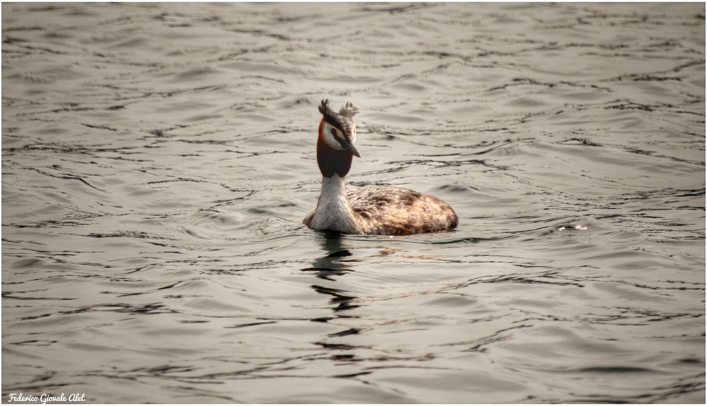 Major Crested Grebe