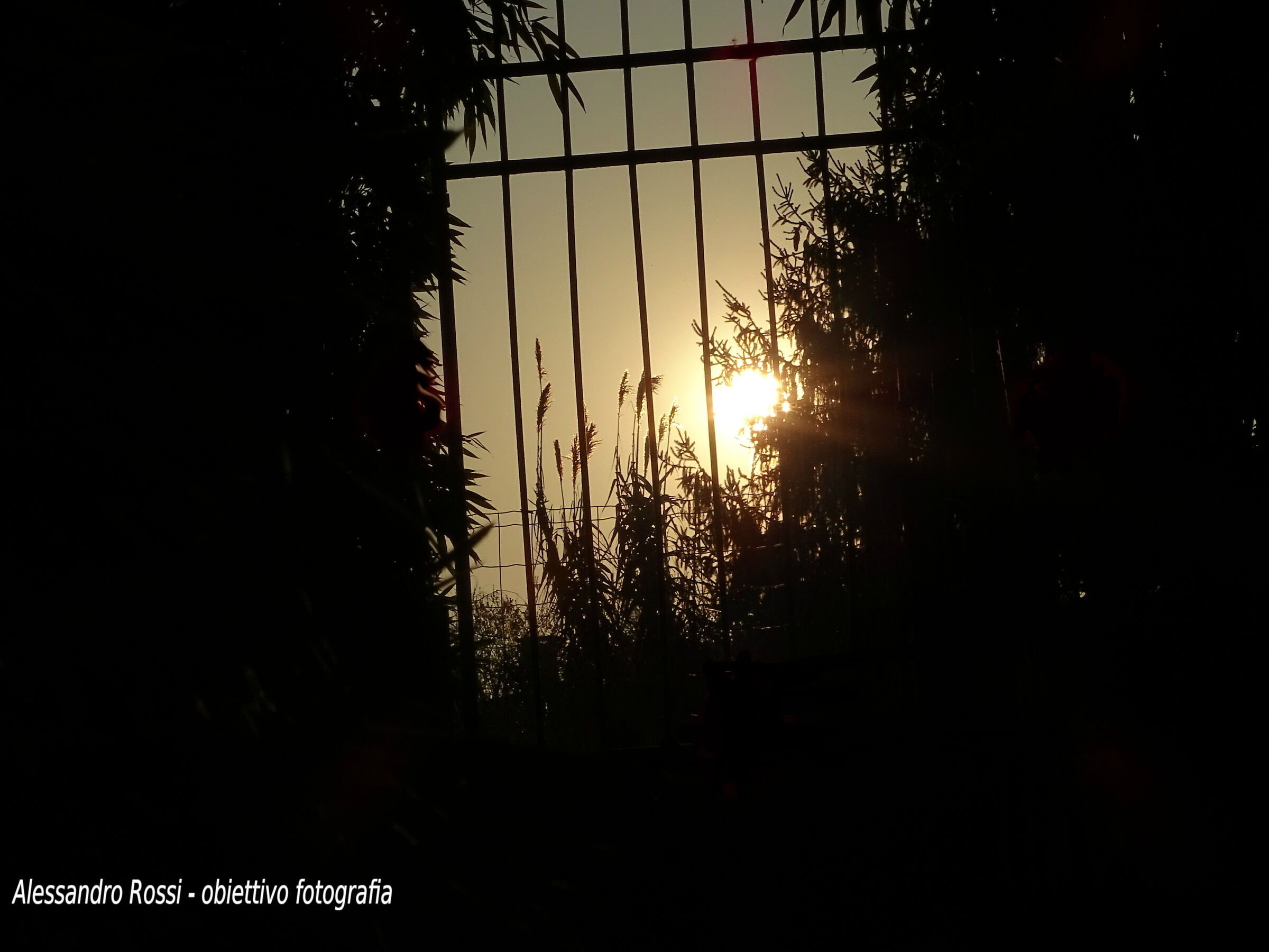 Sun in Cage
