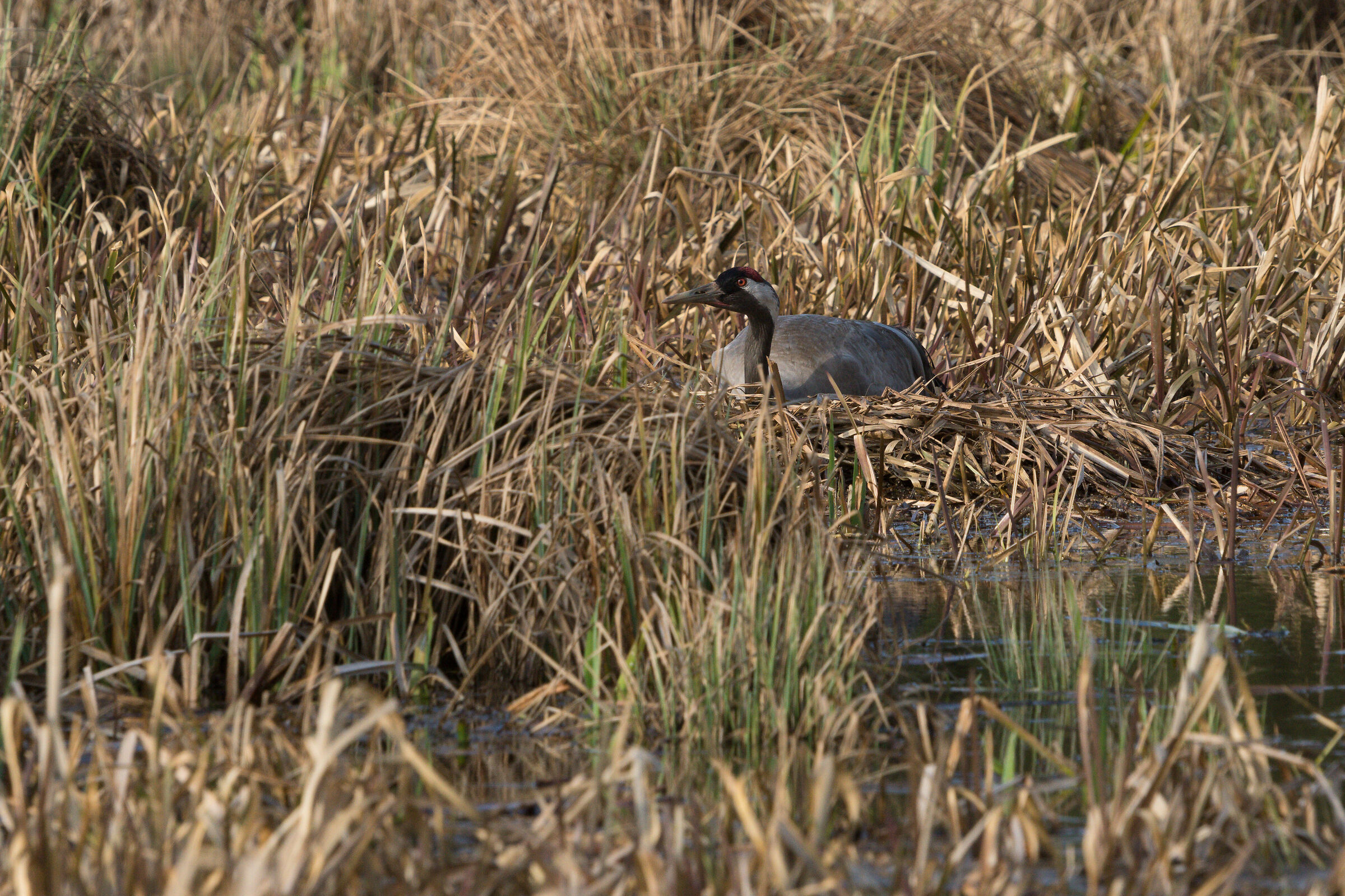 Gru di nidificazione