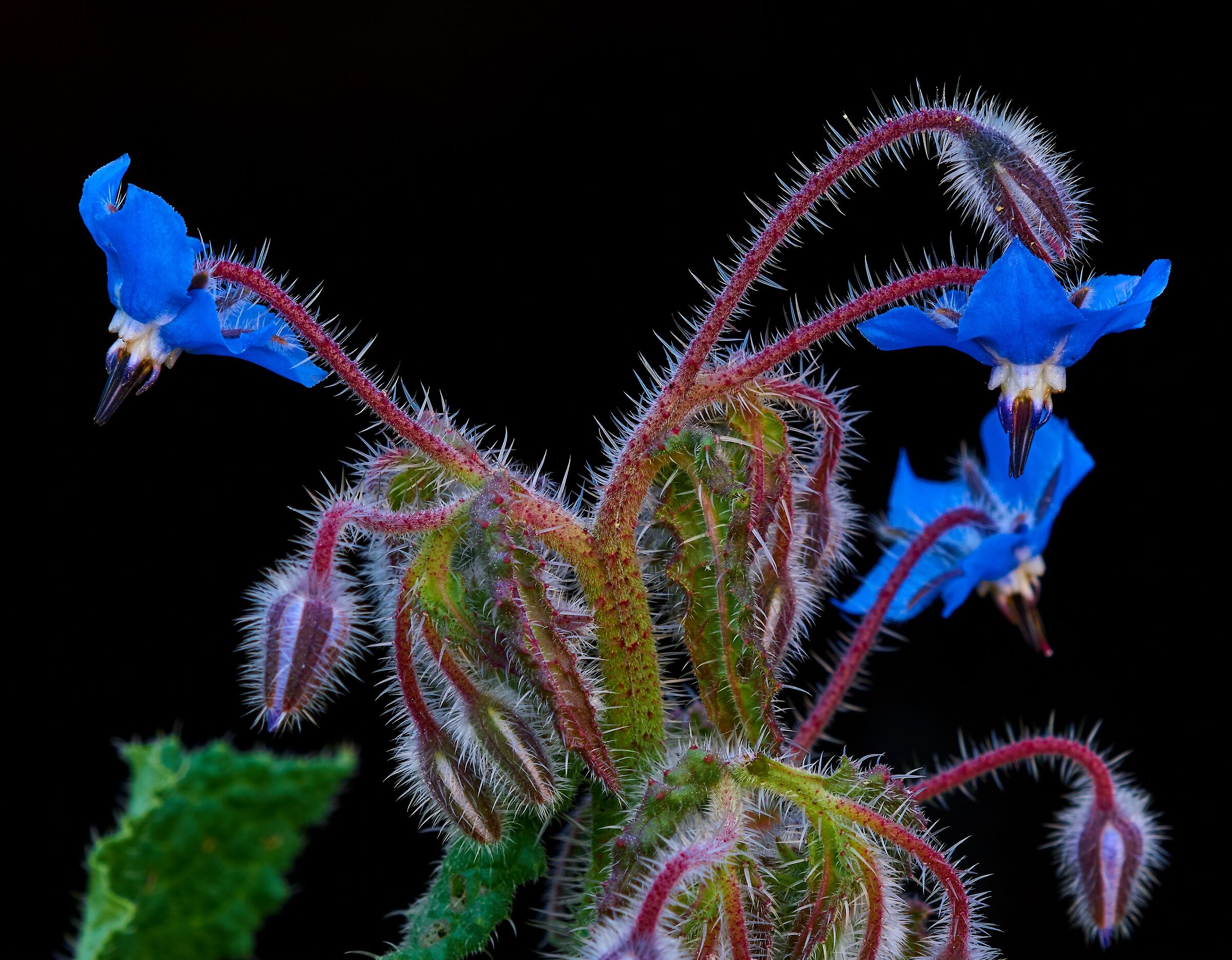 Borage