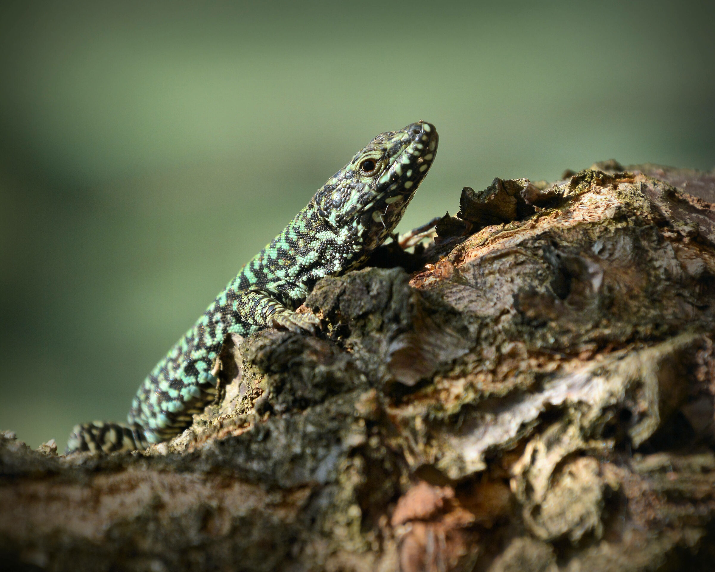 The Inhabitant of the garden