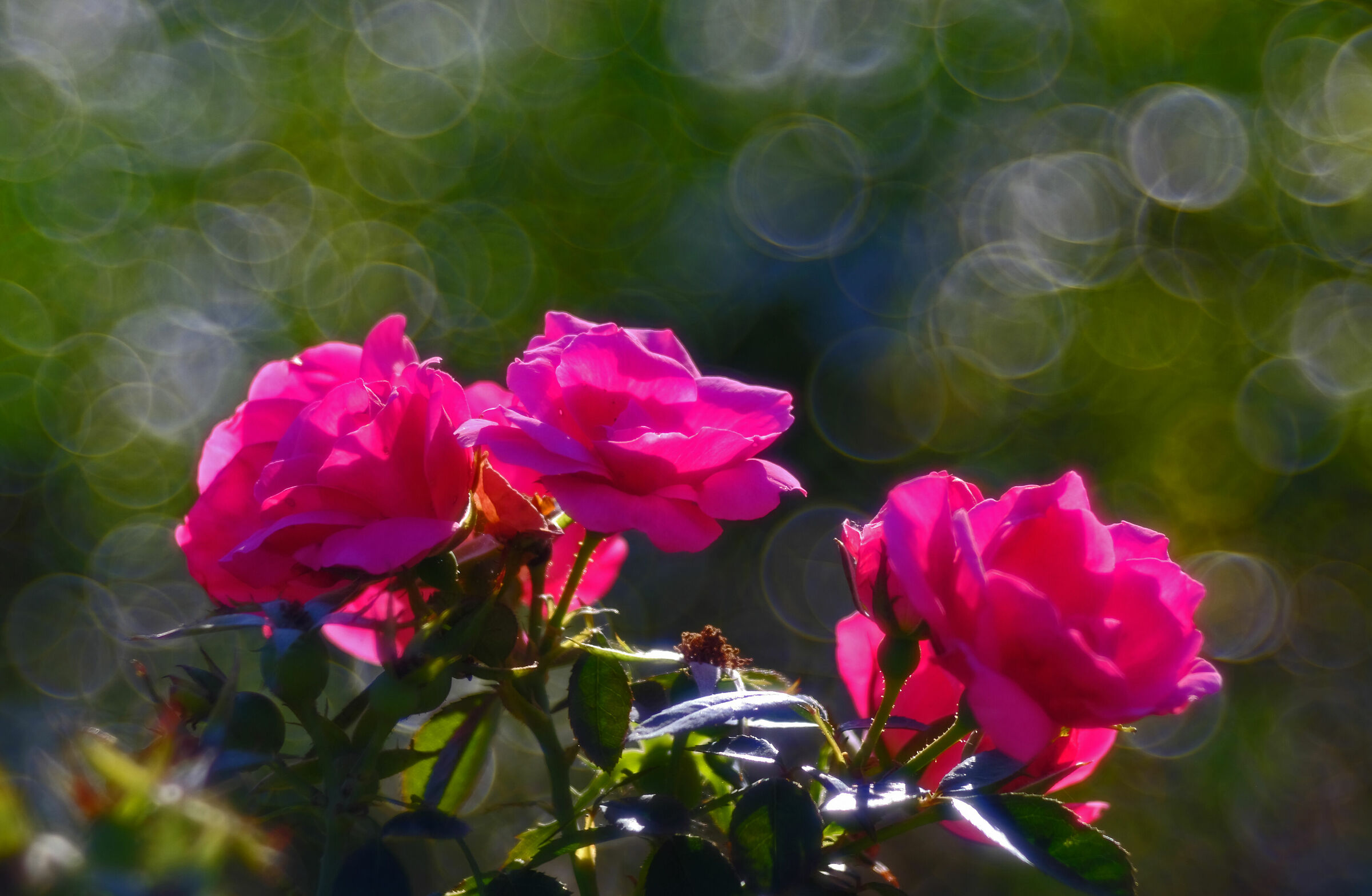 Magicamente Trioplan 3