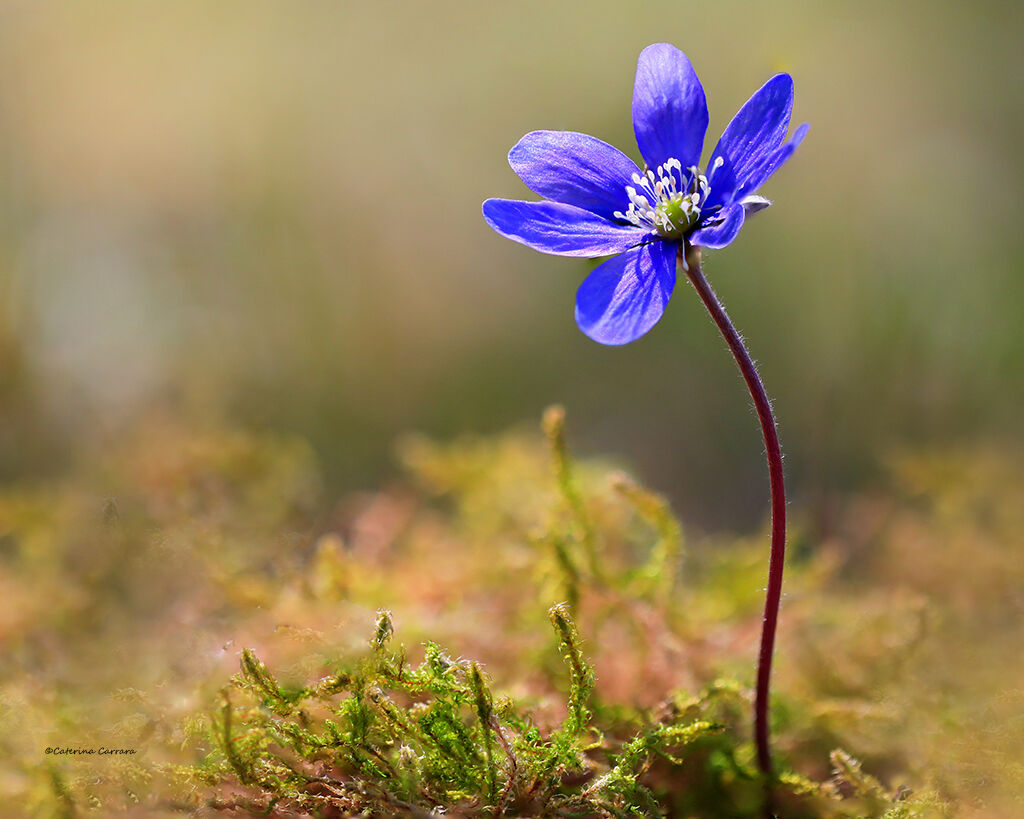 Hepatica in balia del vento