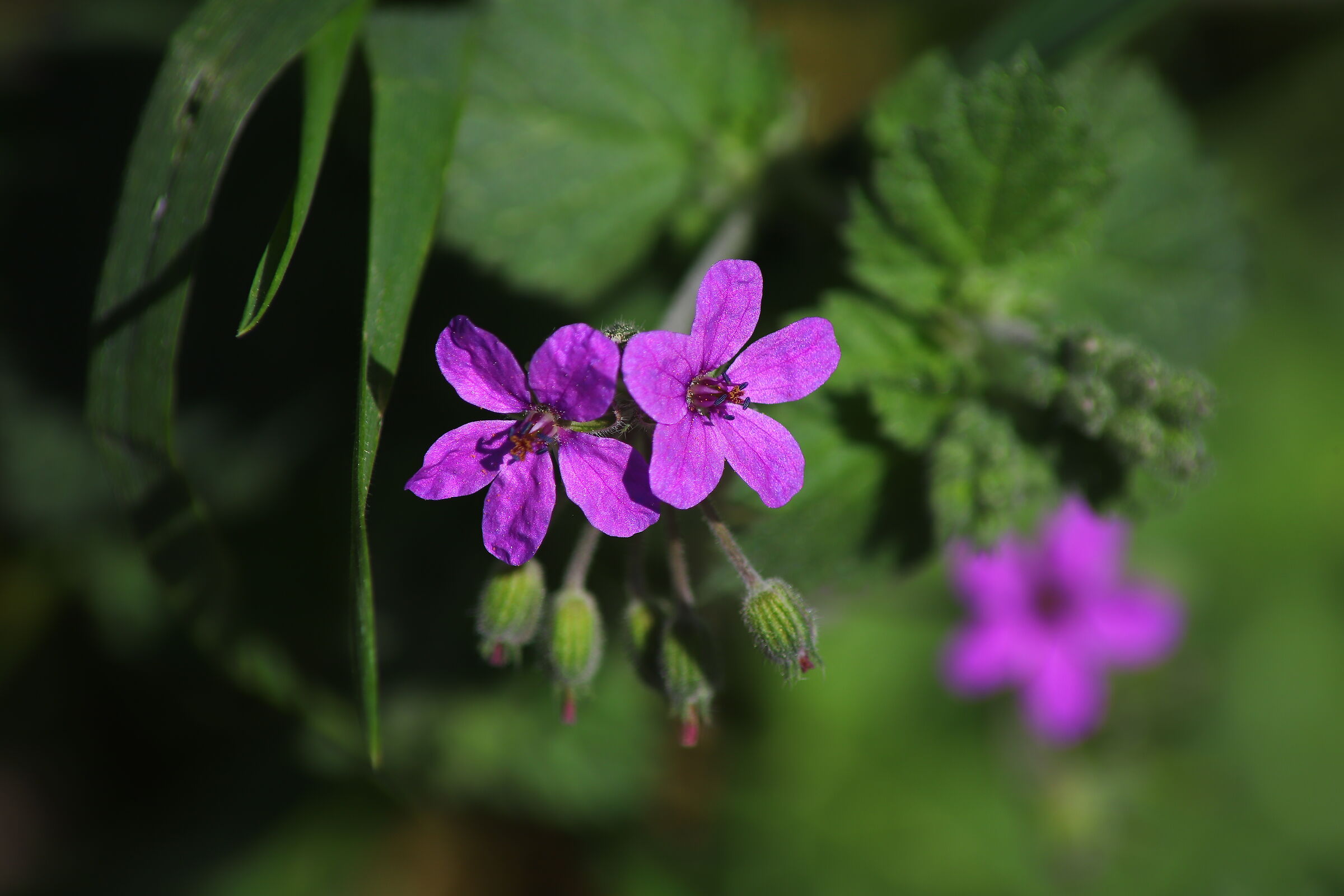 Magenta contro verde
