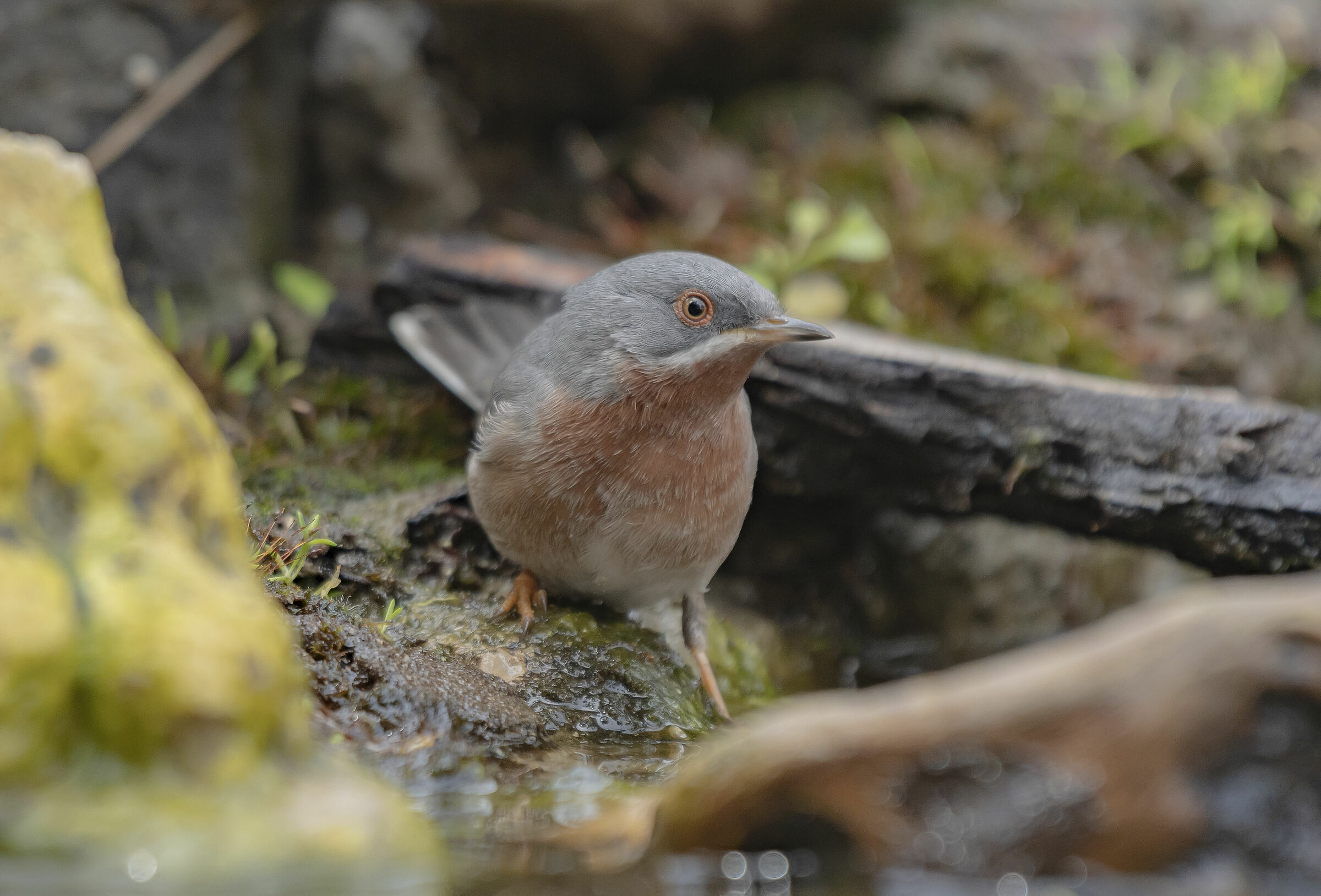 Sterpazzolina maschio