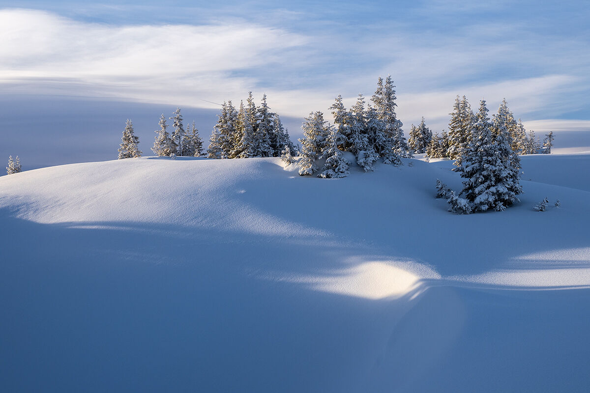 Shadows