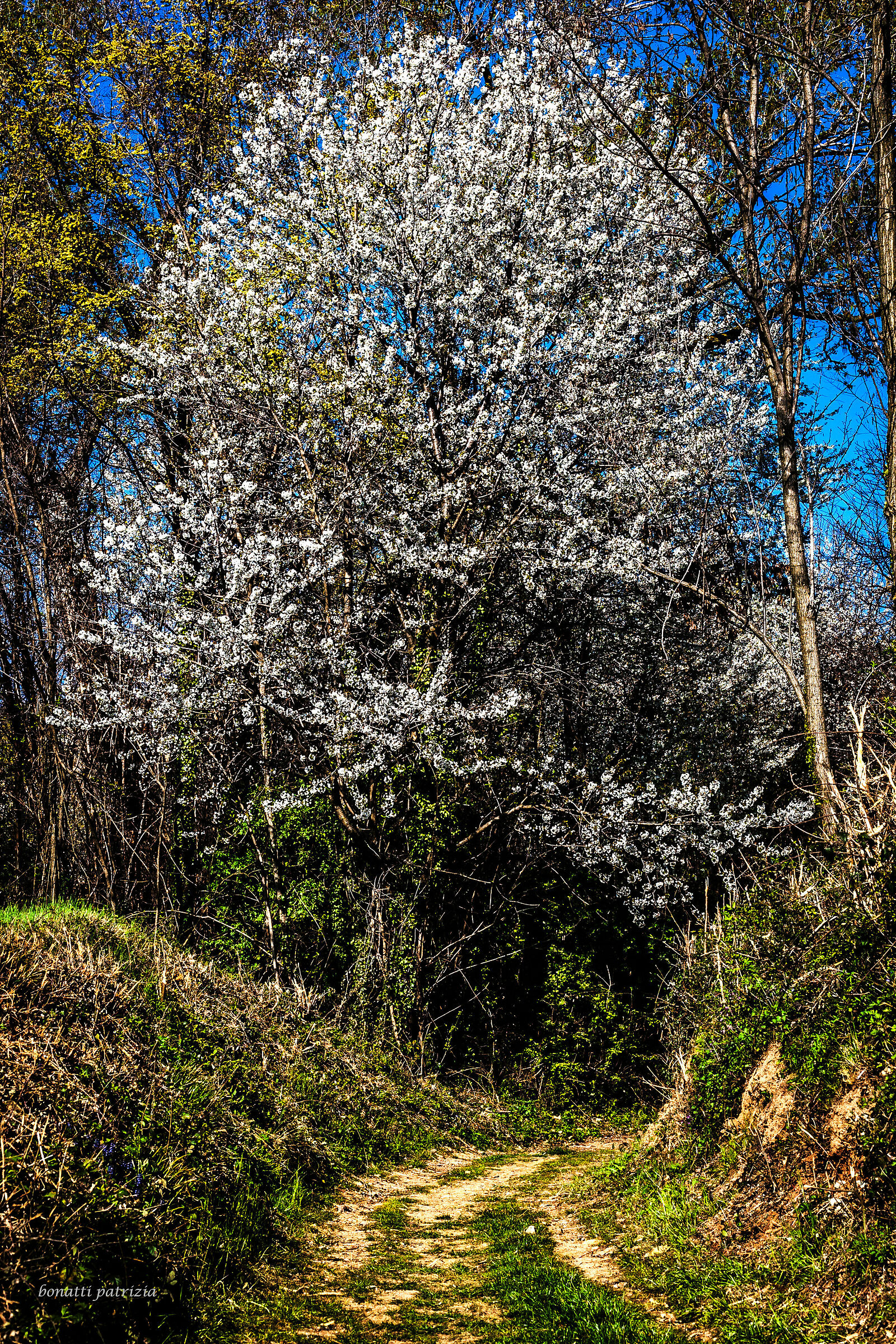The driveway to the house