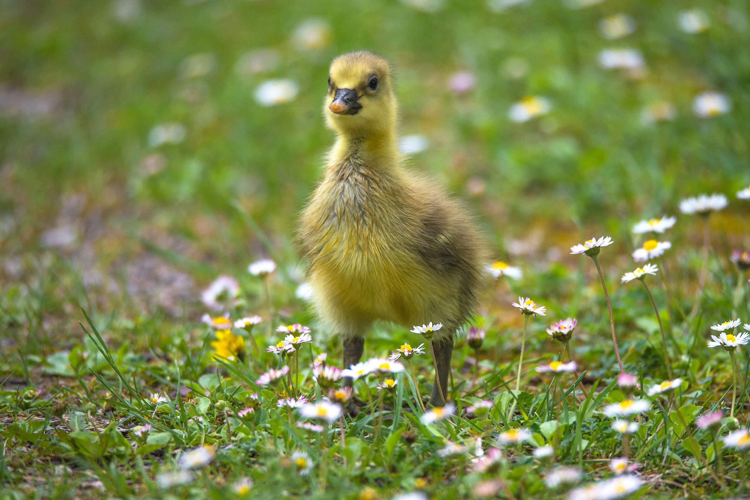 Gray Goose Chick