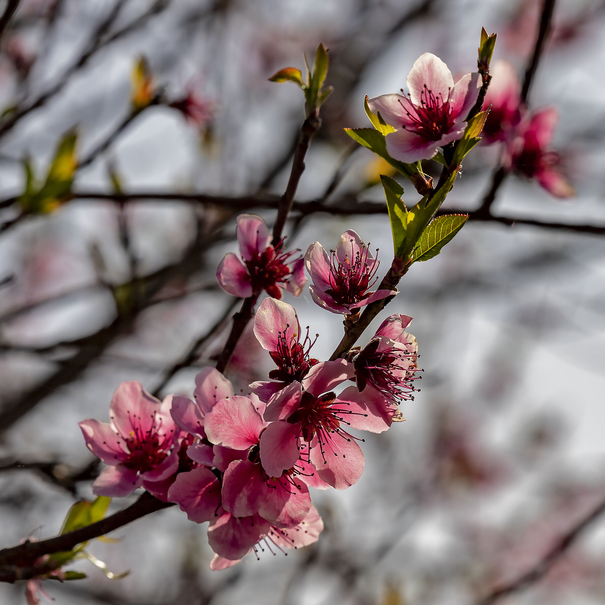Pink Flowers, peach blossoms, you were there