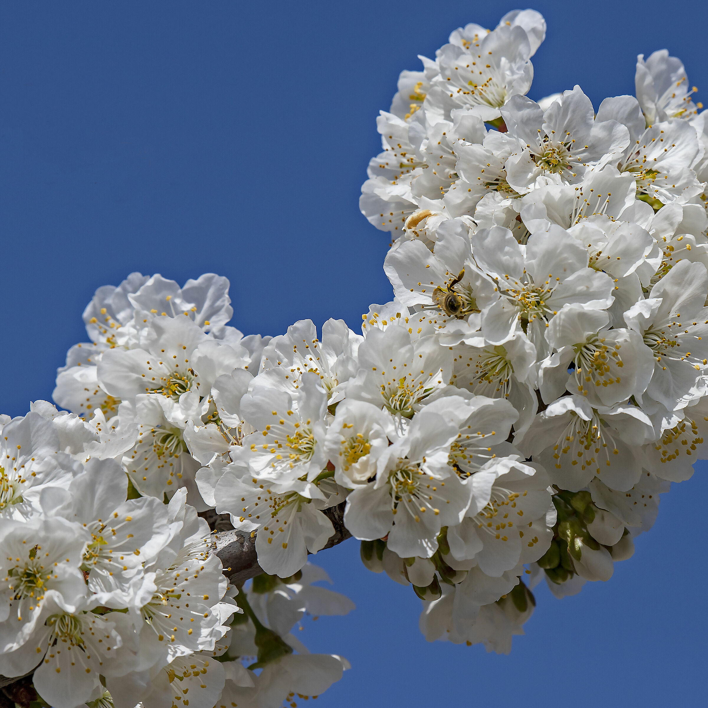 Rich Dish I shove myself