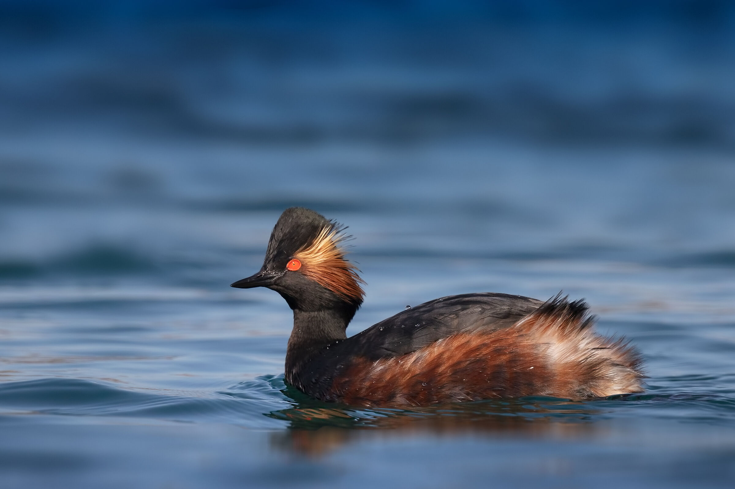 Svasso piccolo, soggetto adulto in livrea estiva.