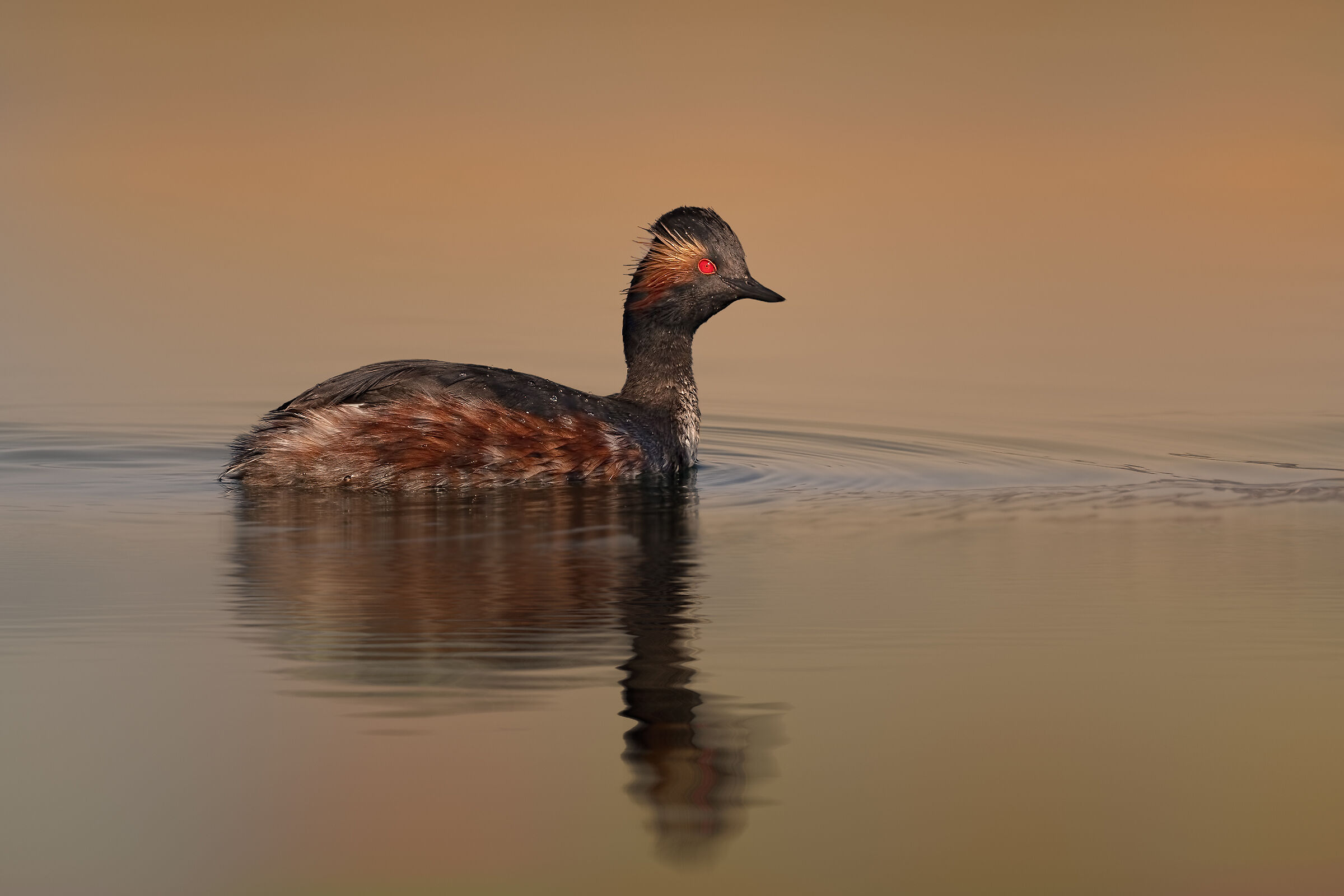 Svasso piccolo, soggetto adulto in livrea estiva.